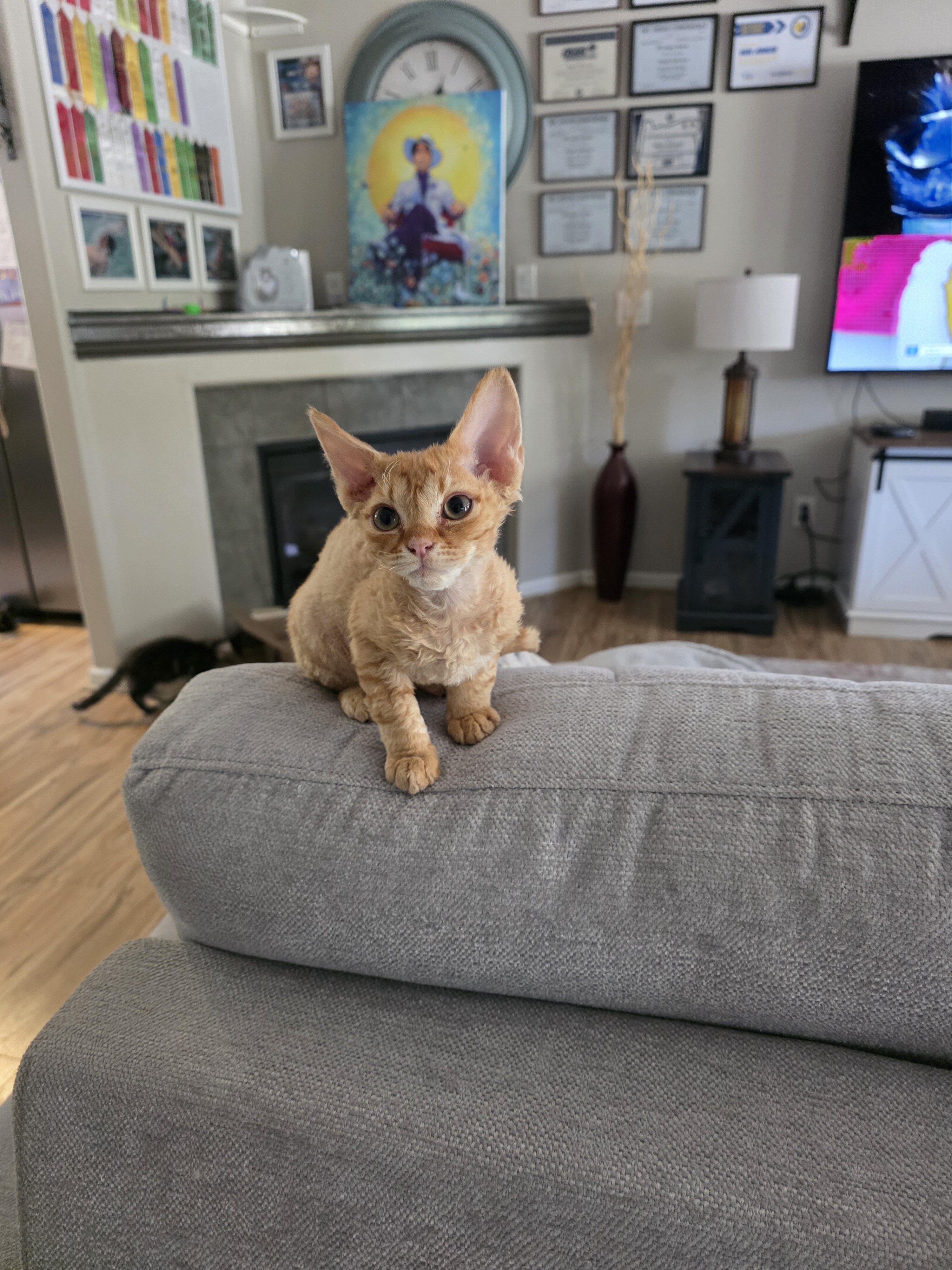 Devon Rex kitten image 1