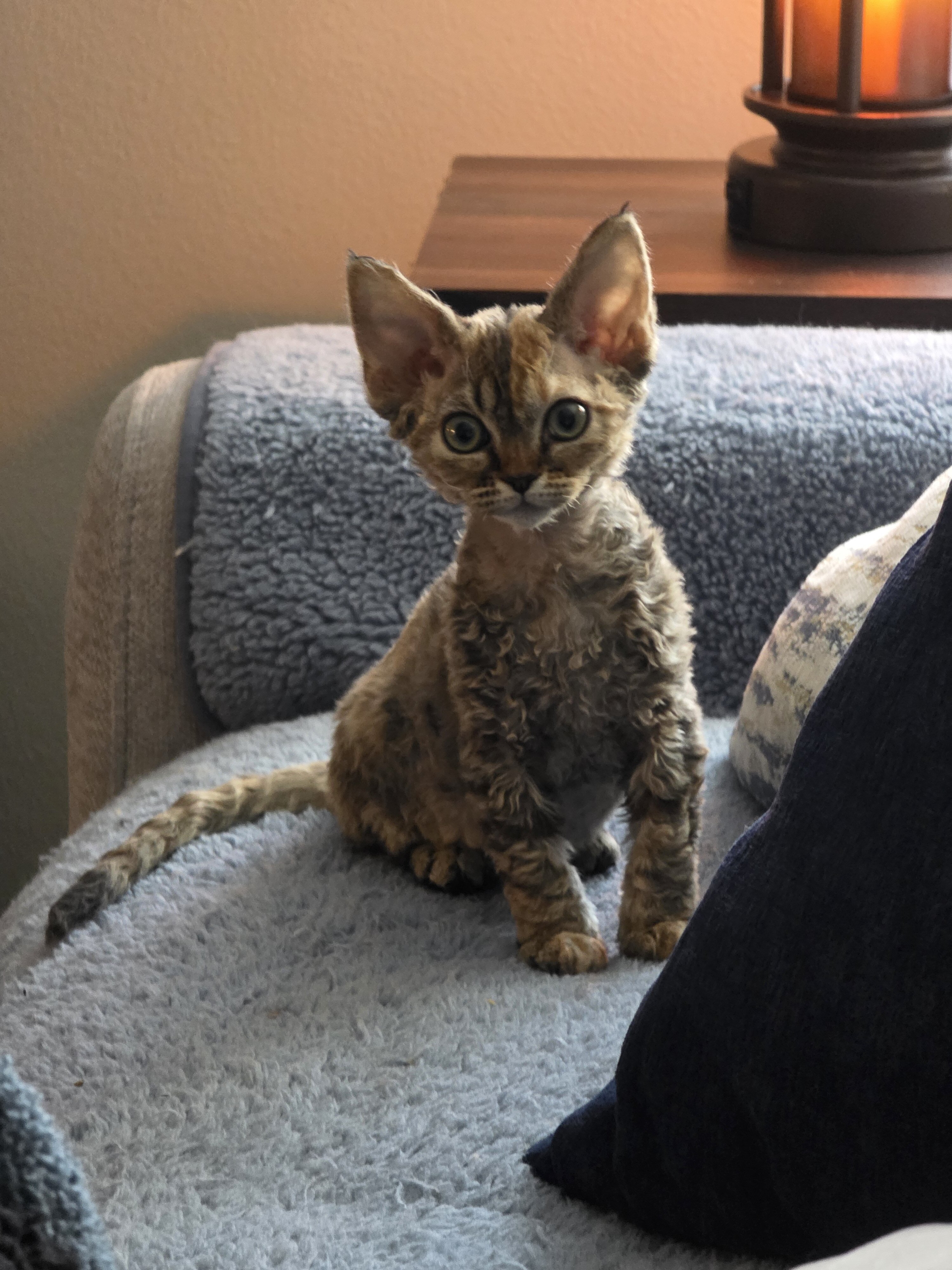 Devon Rex's kitten image 1