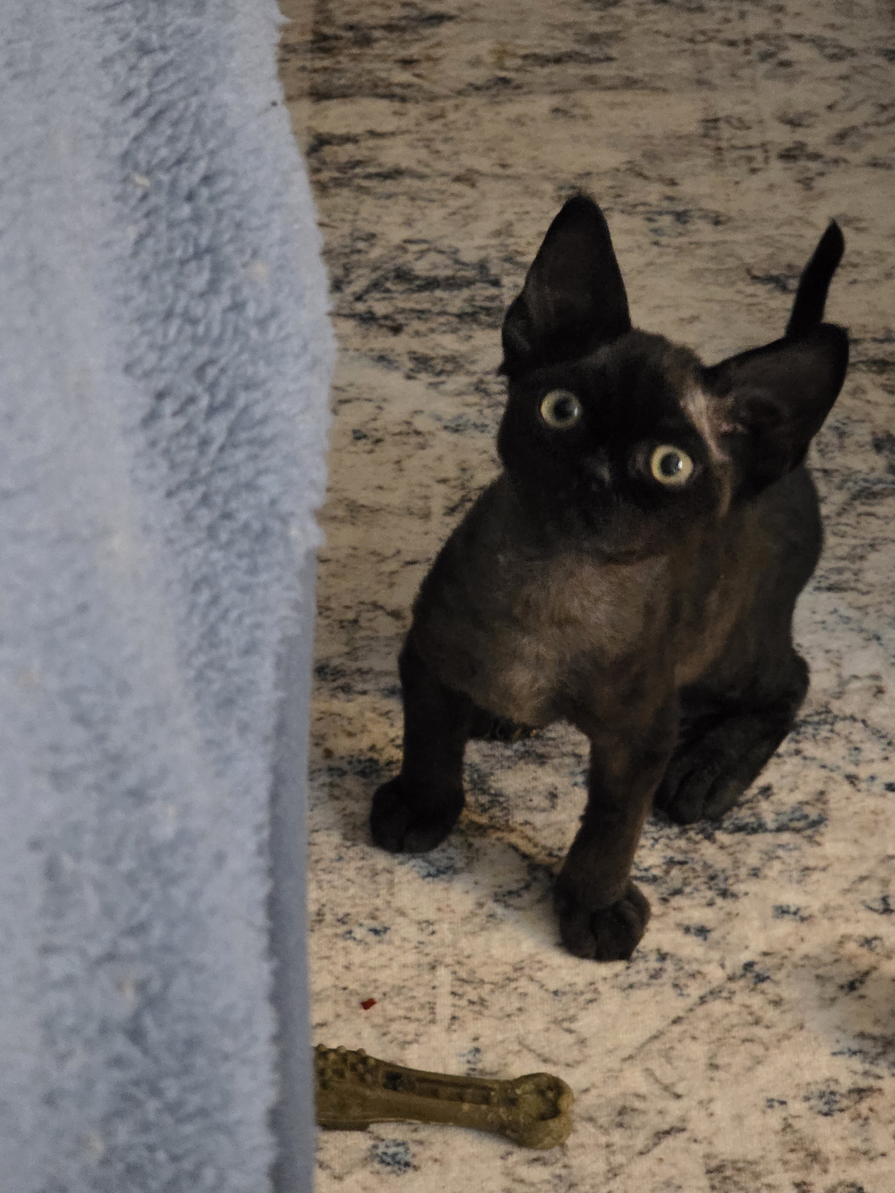 Devon Rex Black solid Male image 1