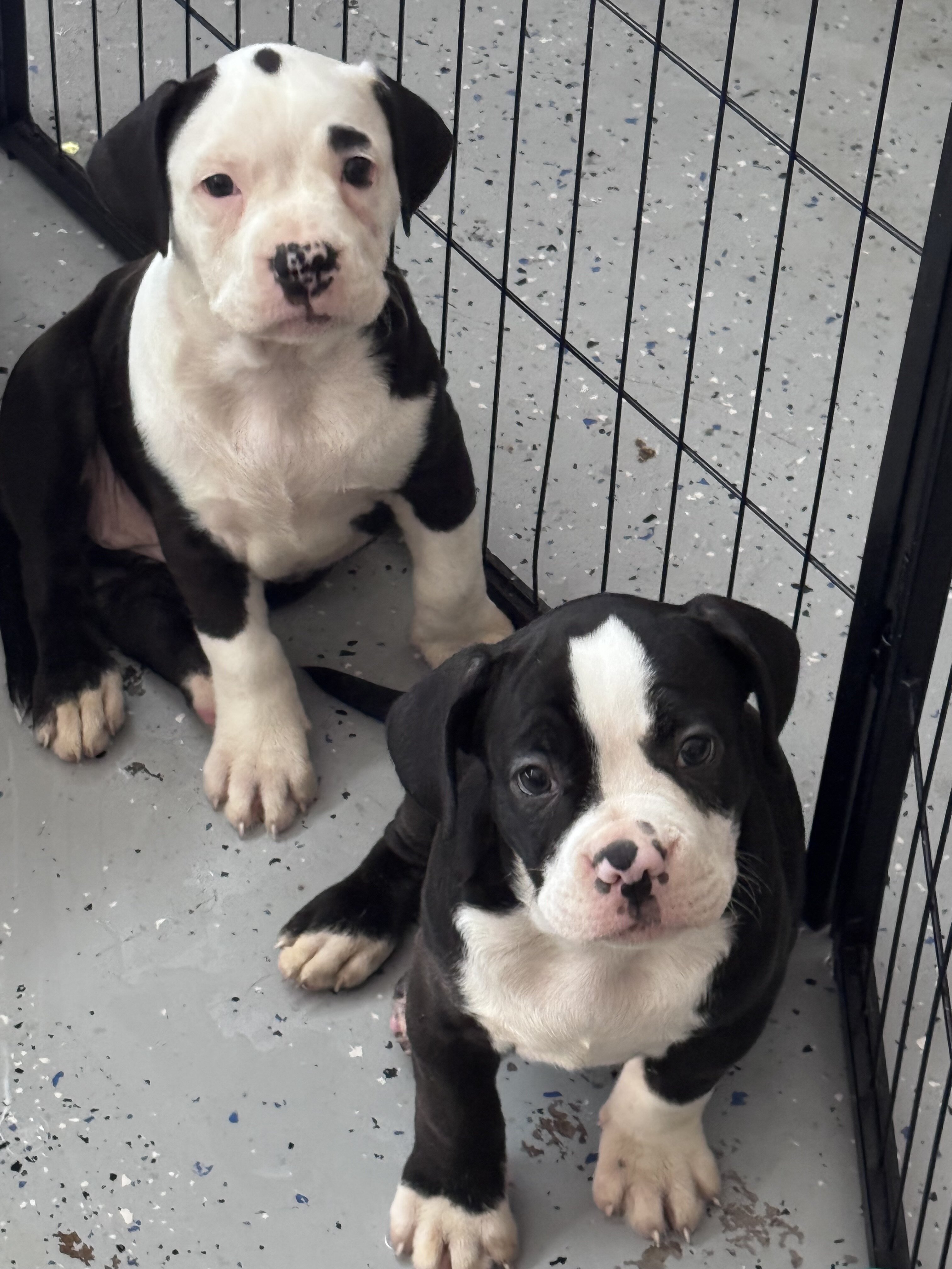 Puppies image 1