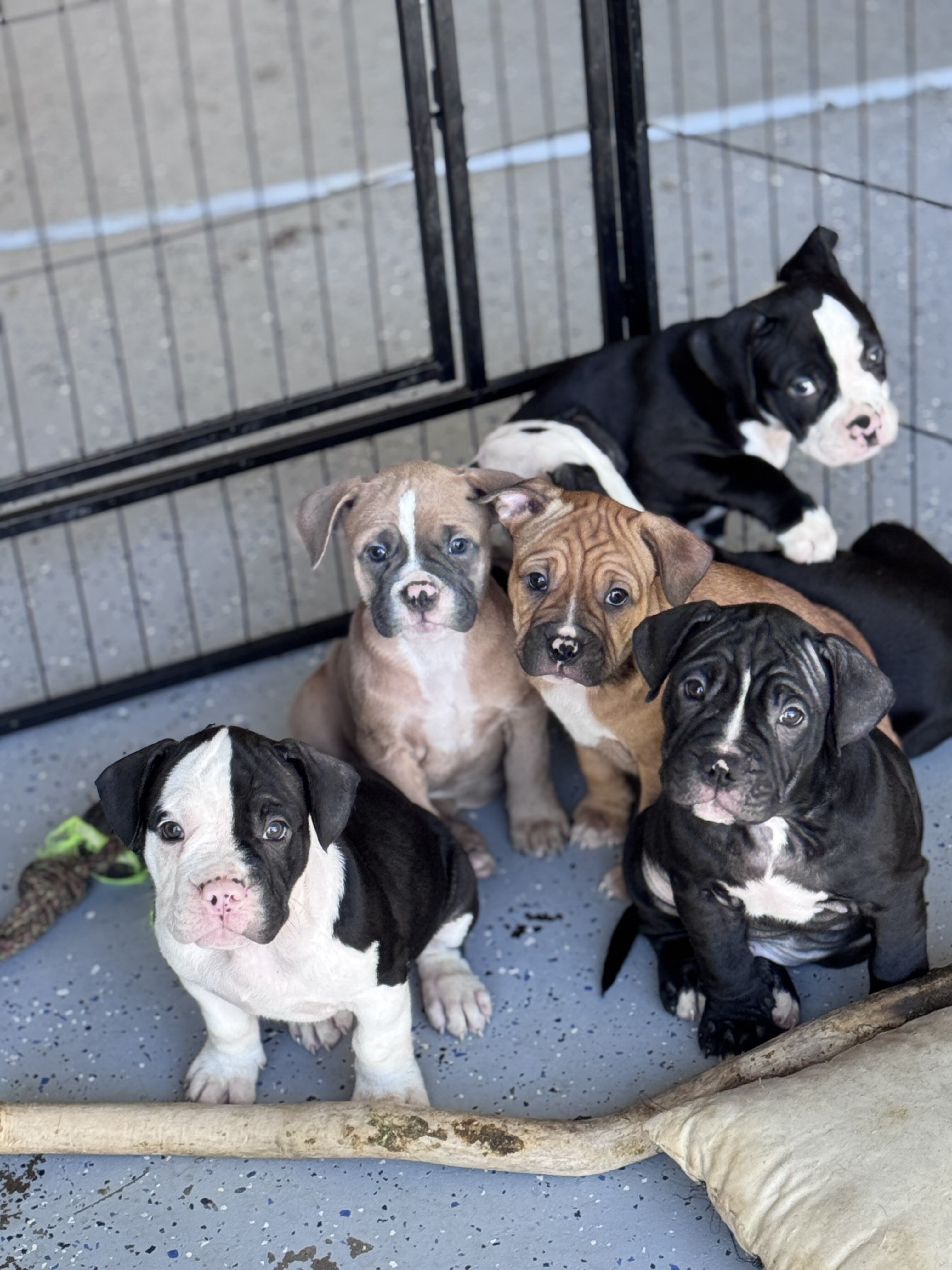 Puppies image 2