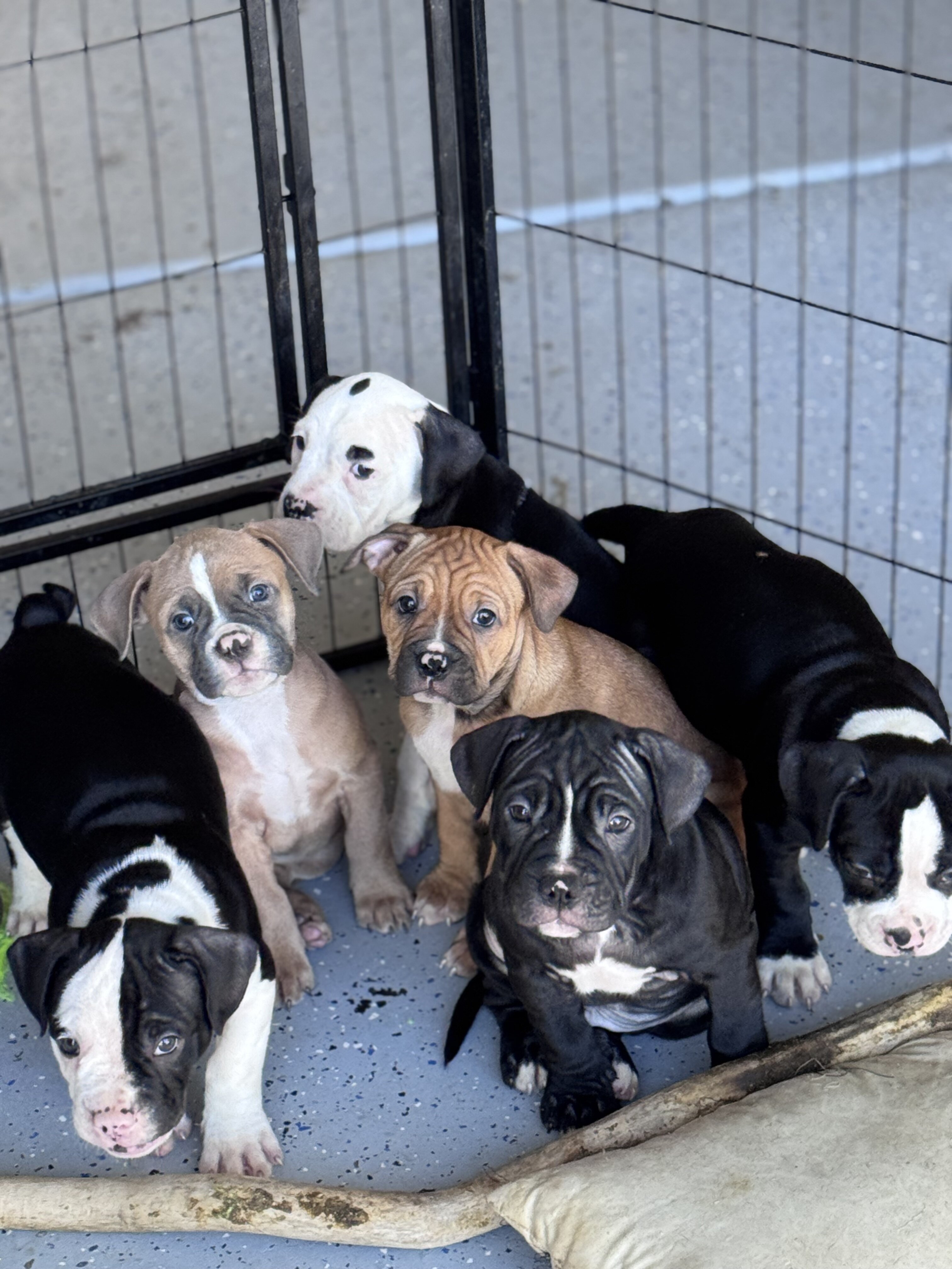Puppies image 3