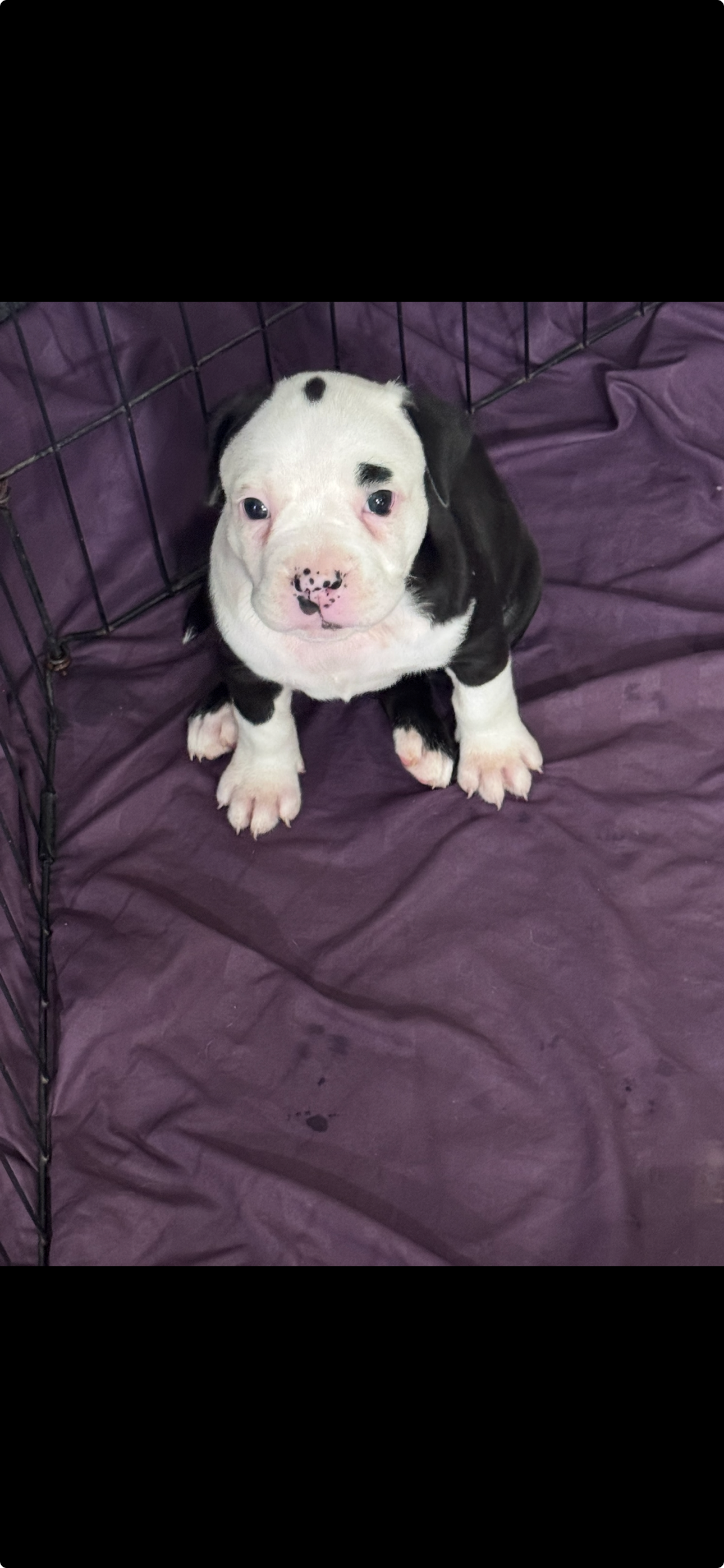 Puppies image 4