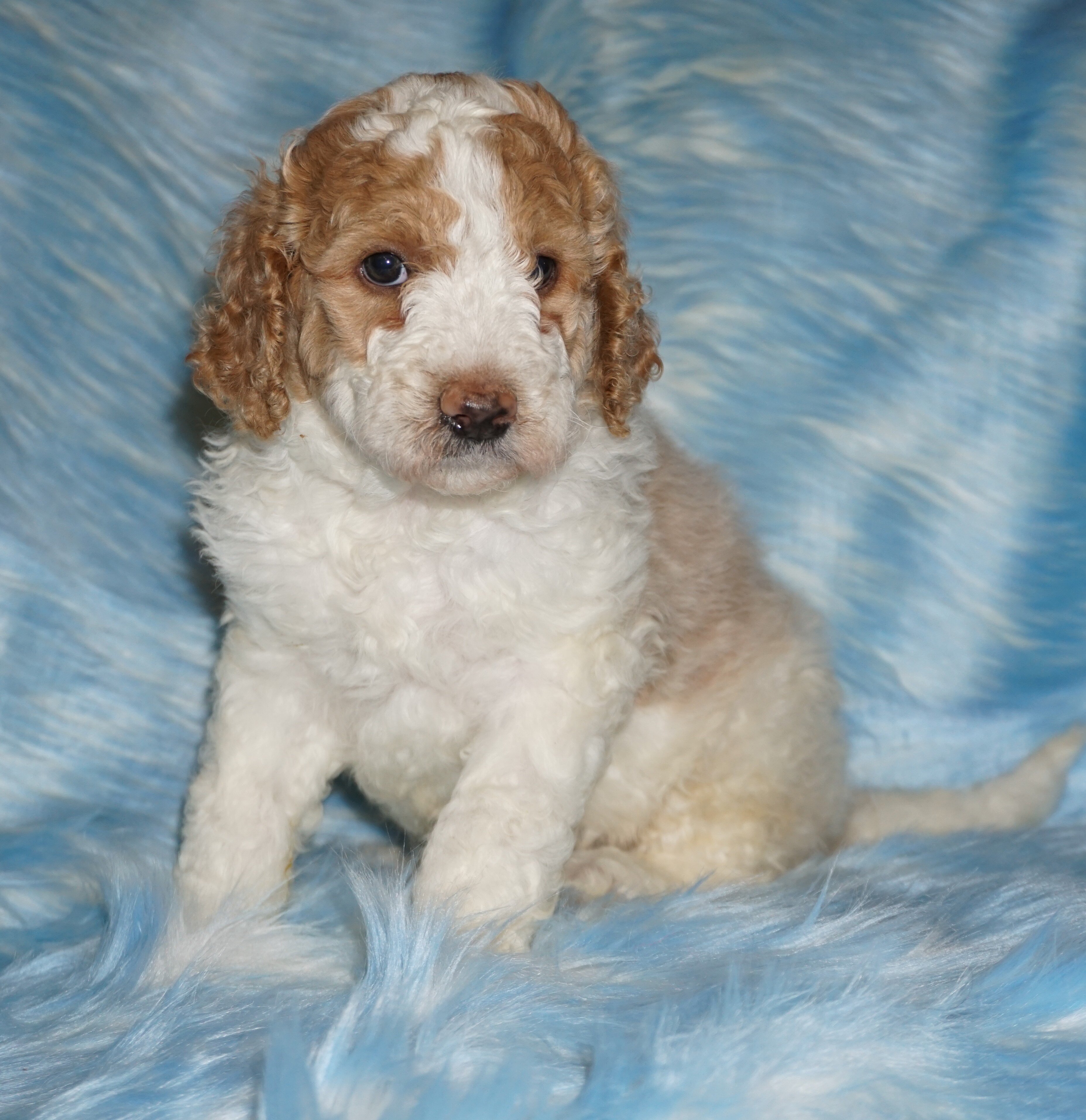 SALE ckc registered multigen medium labradoodle image 1