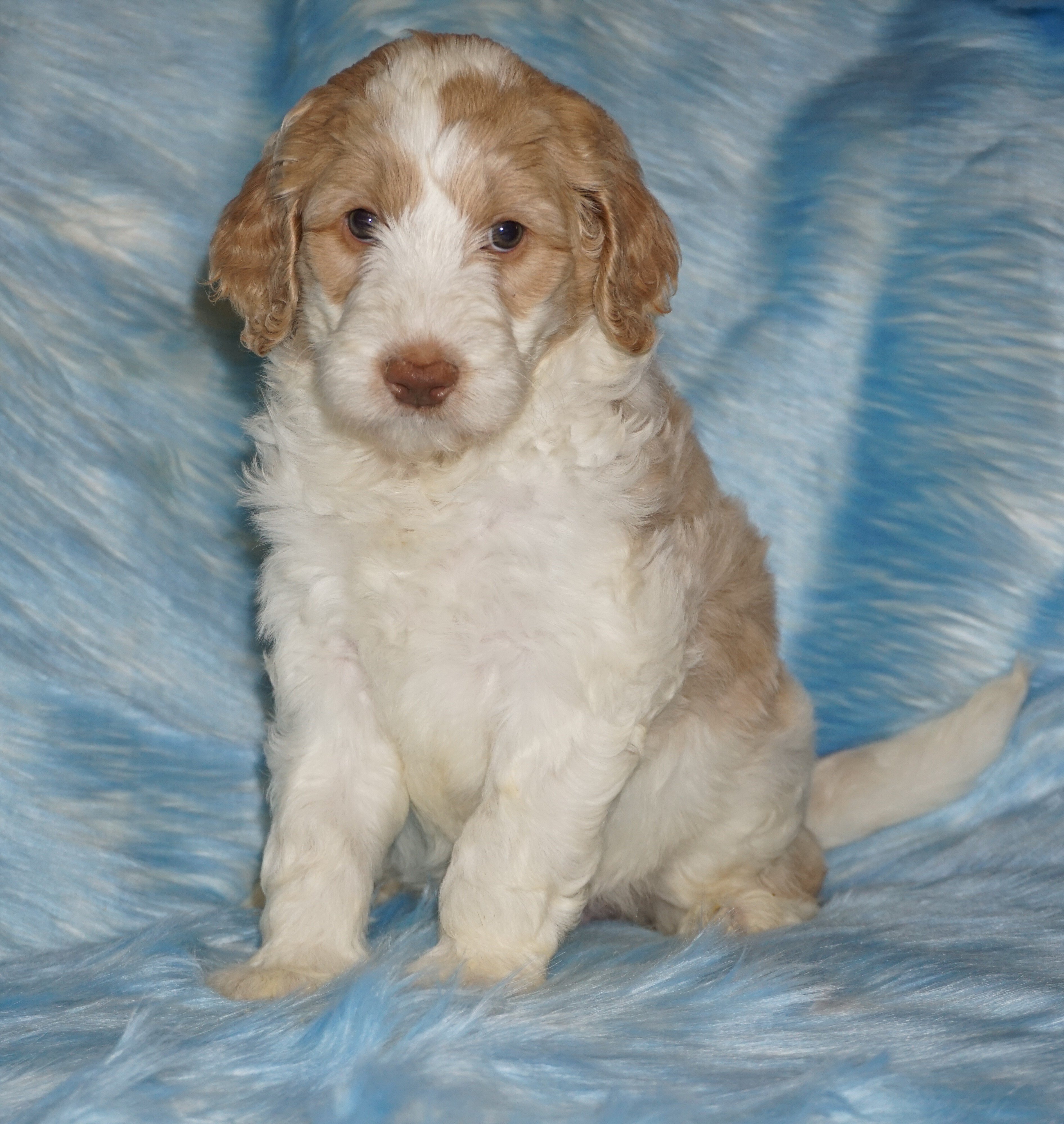 SALE ckc registered multigen labradoodle image 1