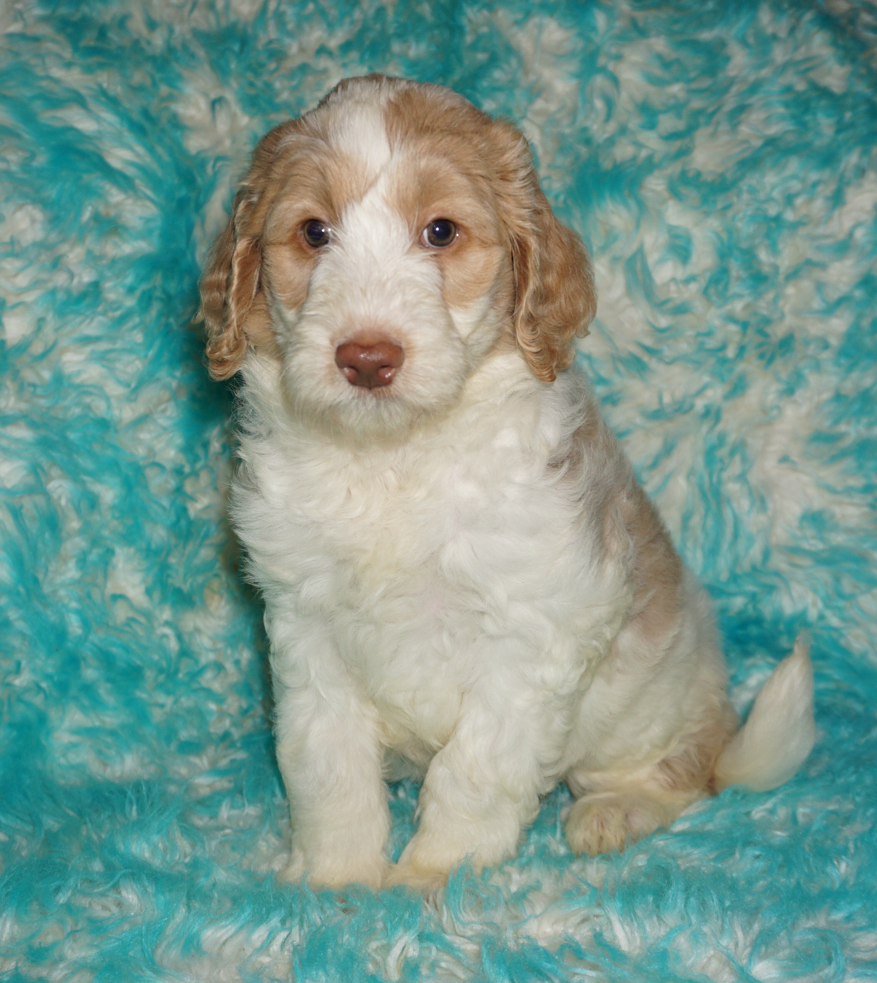SALE ckc registered multigen labradoodle image 2
