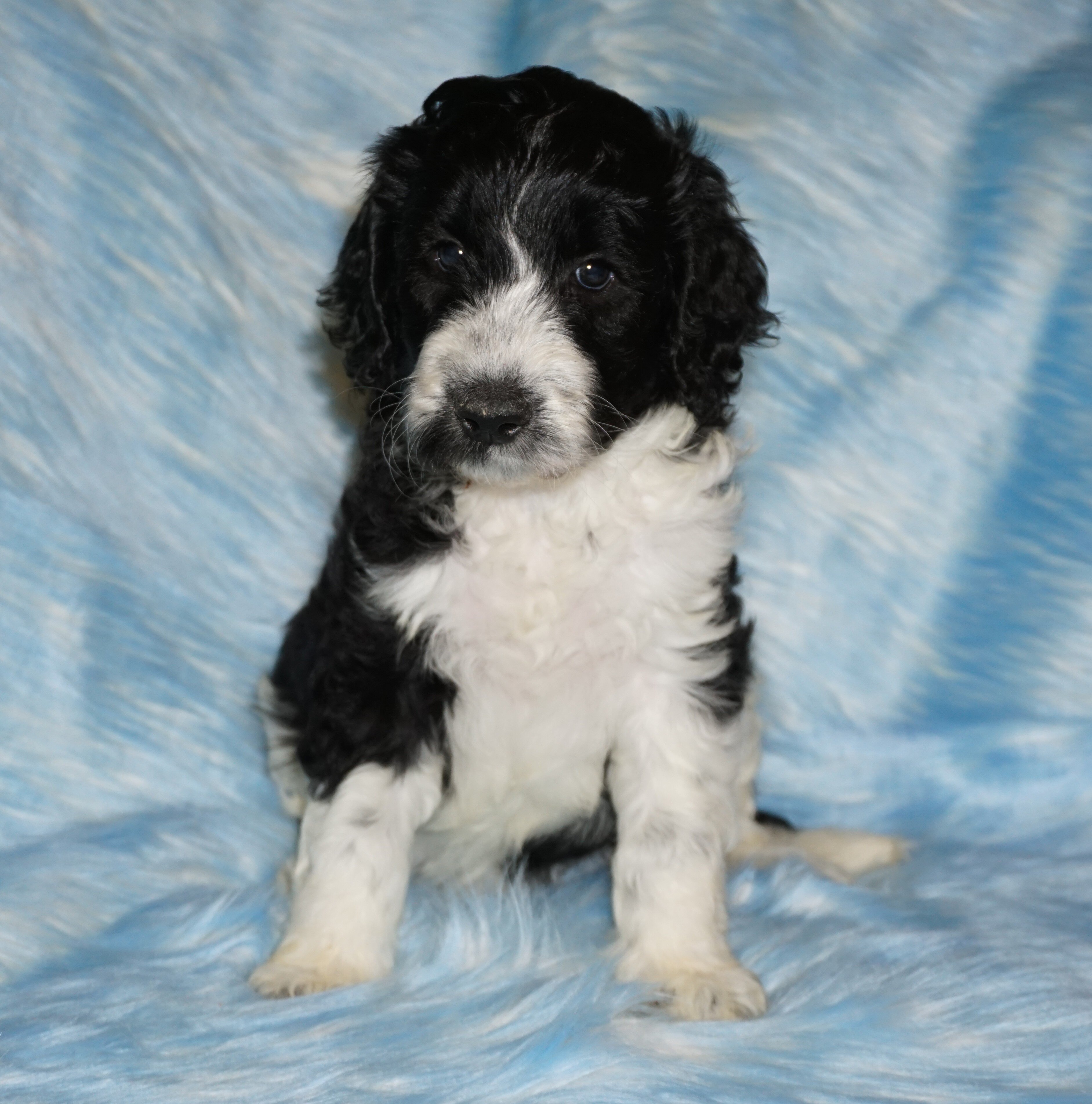 SALE ckc reg black parti multigen labradoodle image 1