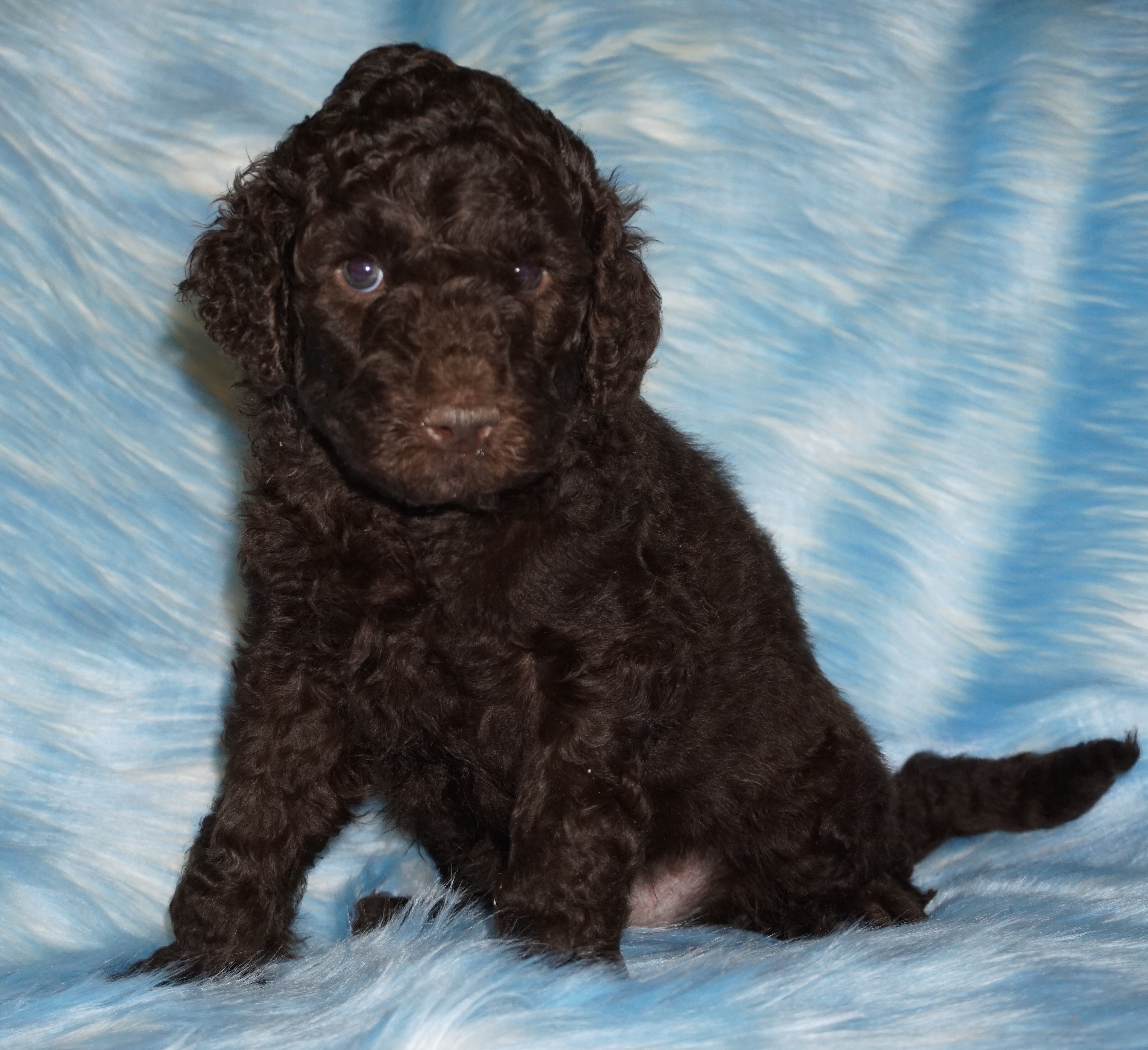SALE ckc registered multigen brown labradoodle image 1