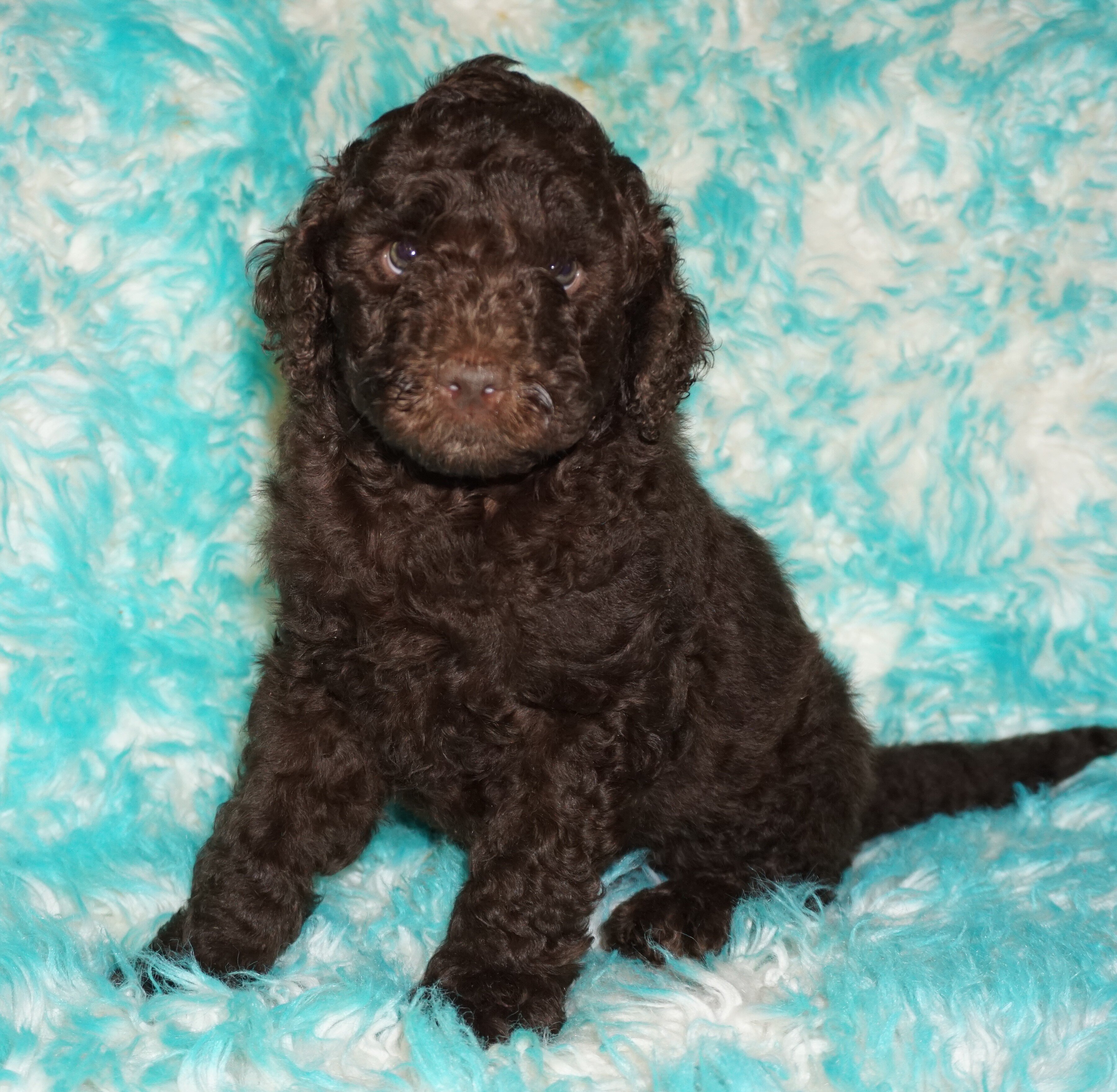 SALE ckc registered multigen brown labradoodle image 2