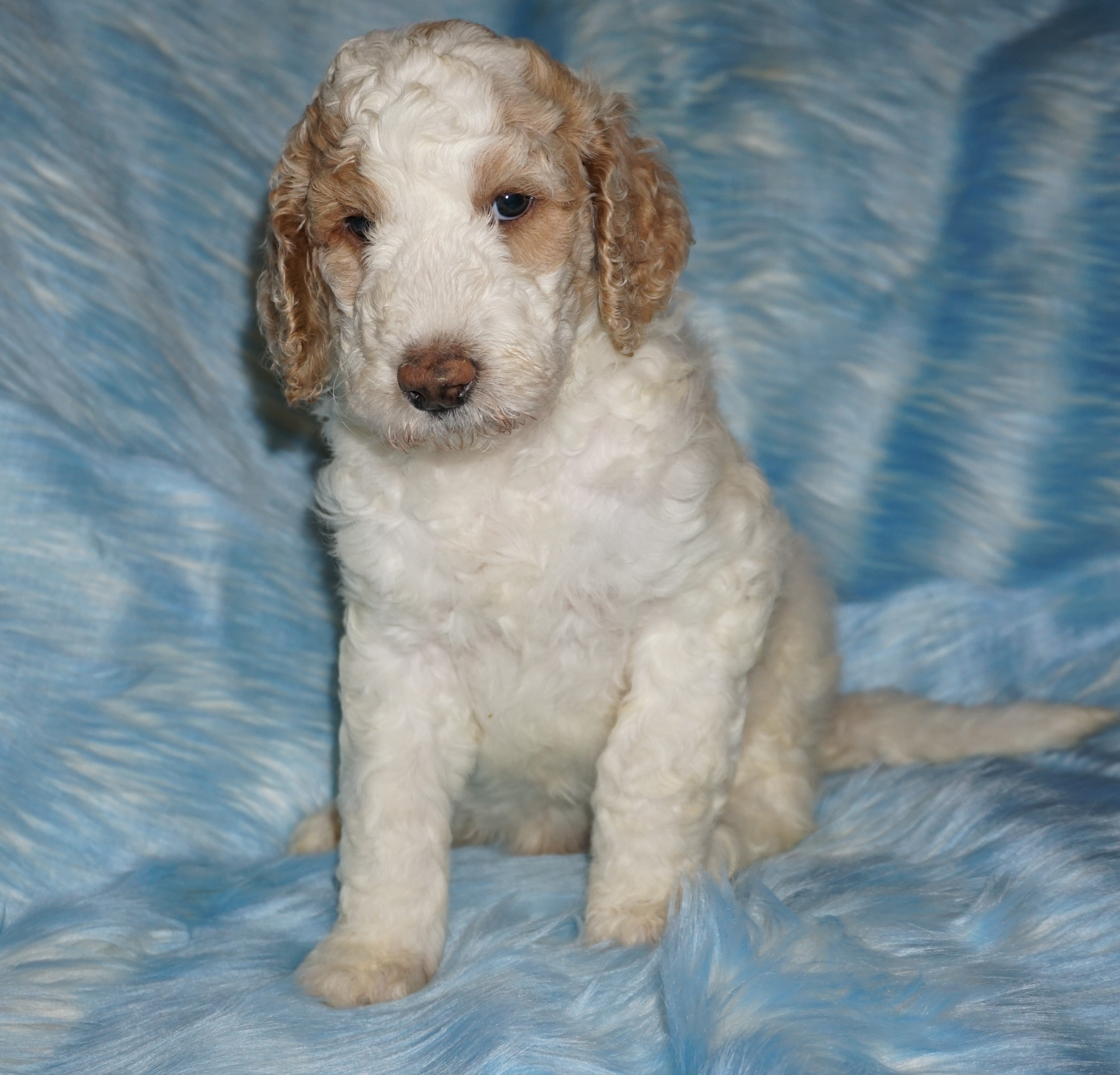 SALE ckc reg parti male multigen labradoodle image 1