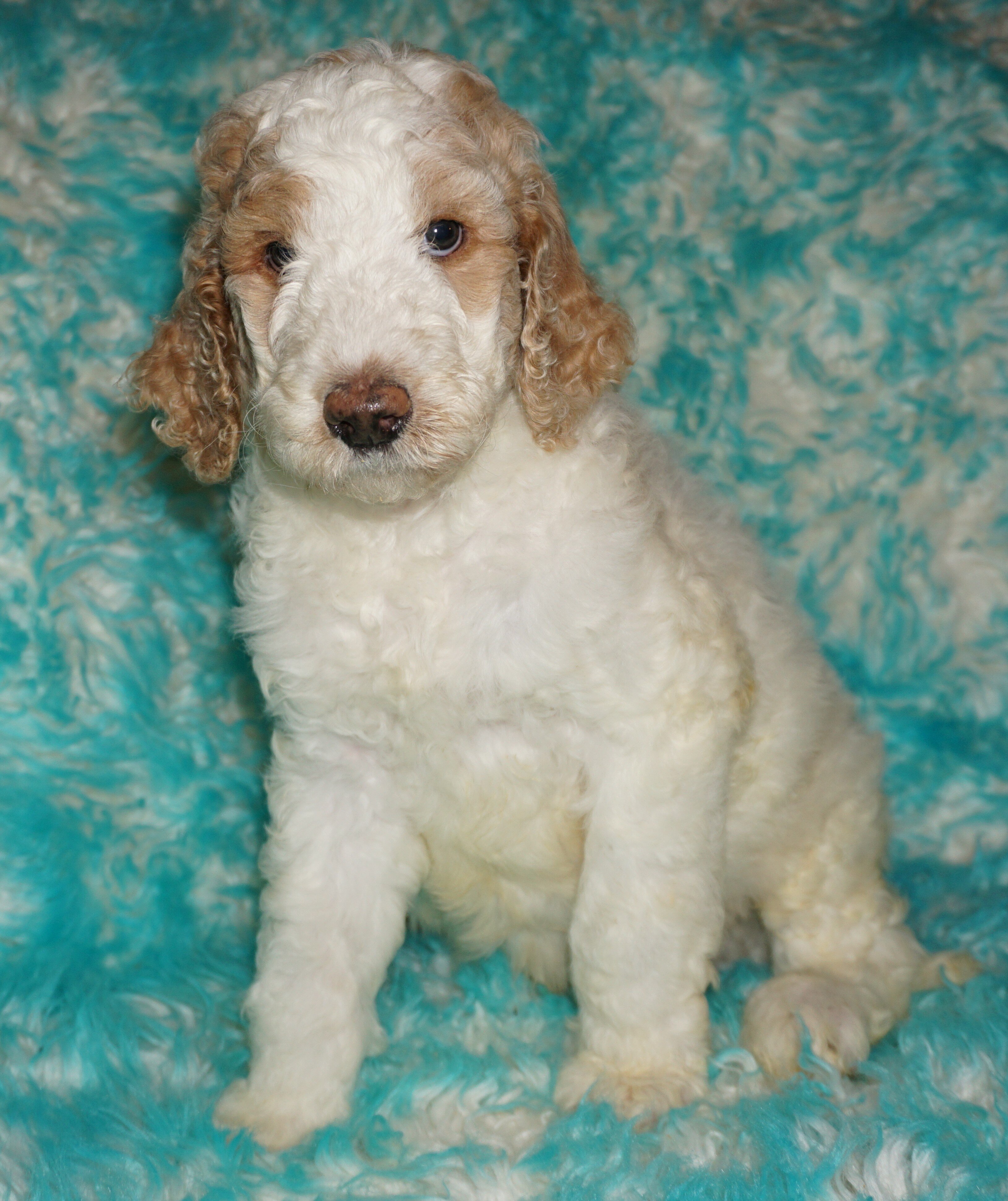 SALE ckc reg parti male multigen labradoodle image 2