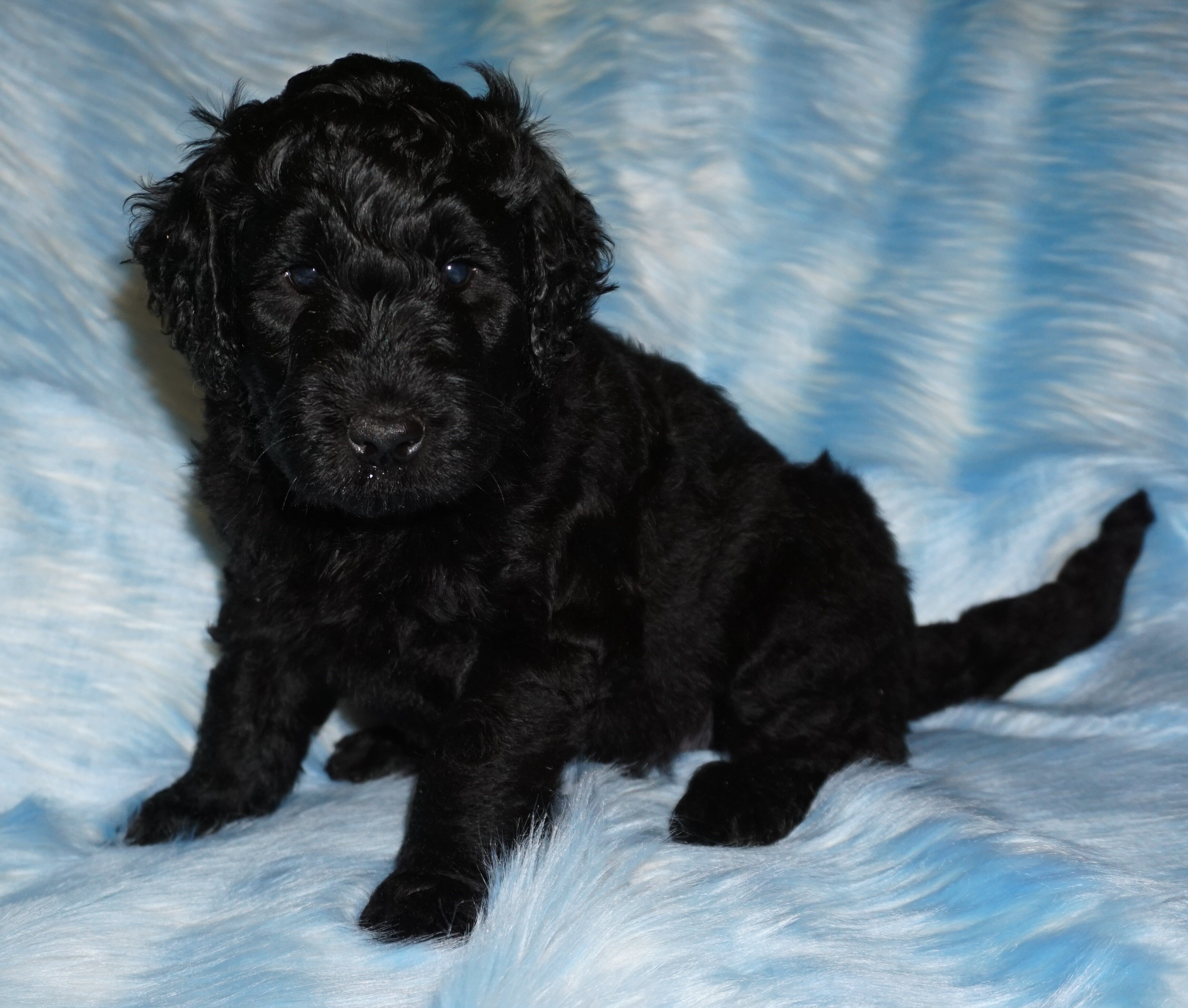 SALE ckc registered multigen black labradoodle 3 image 1