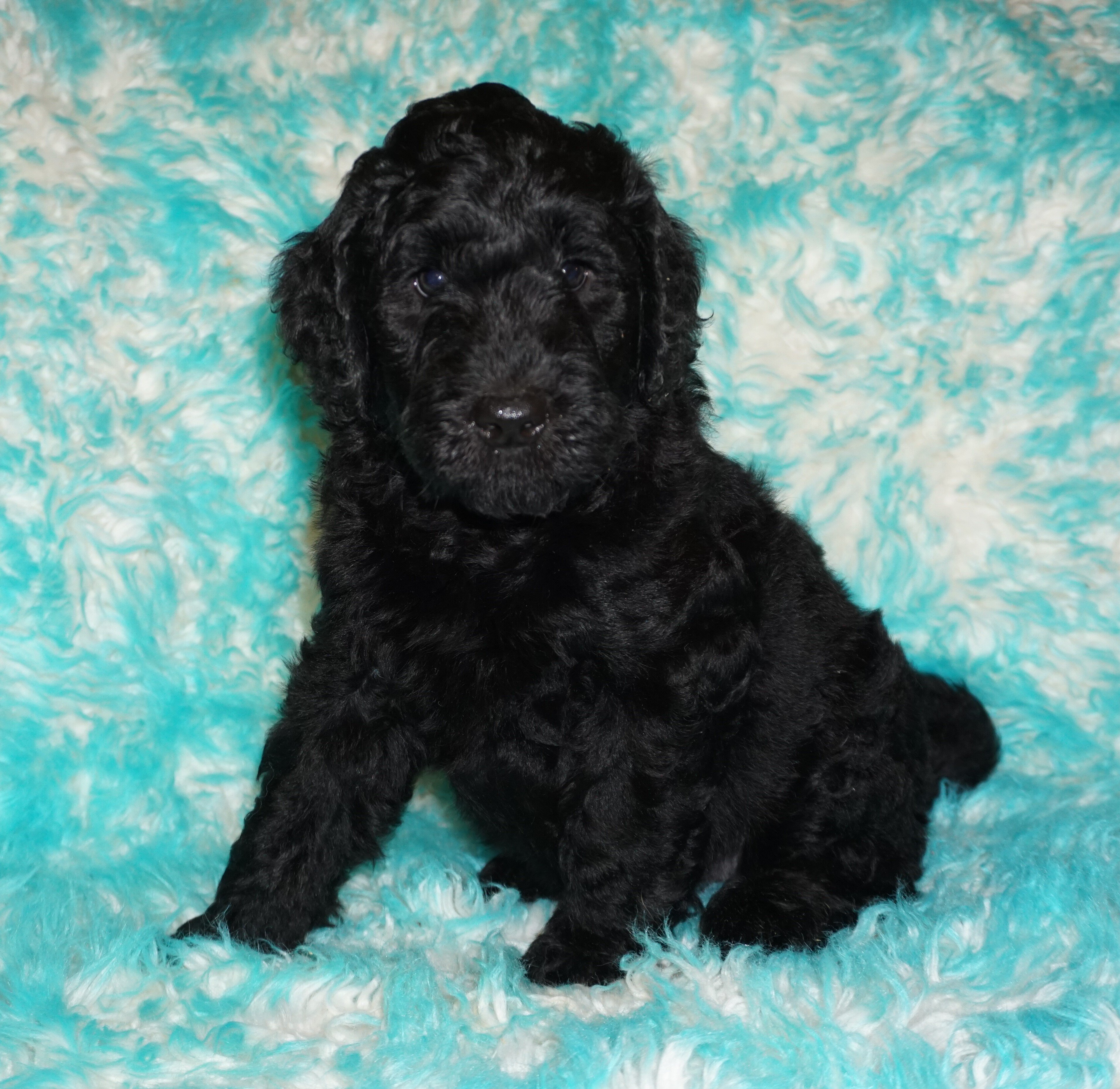 SALE ckc registered multigen black labradoodle 3 image 2