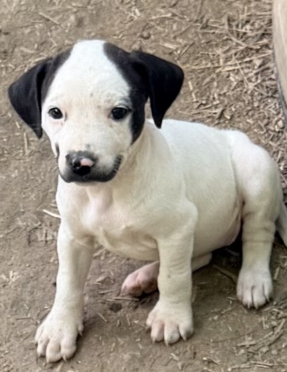 Pitt bull/ walker hound mix 8 weeks old image 4