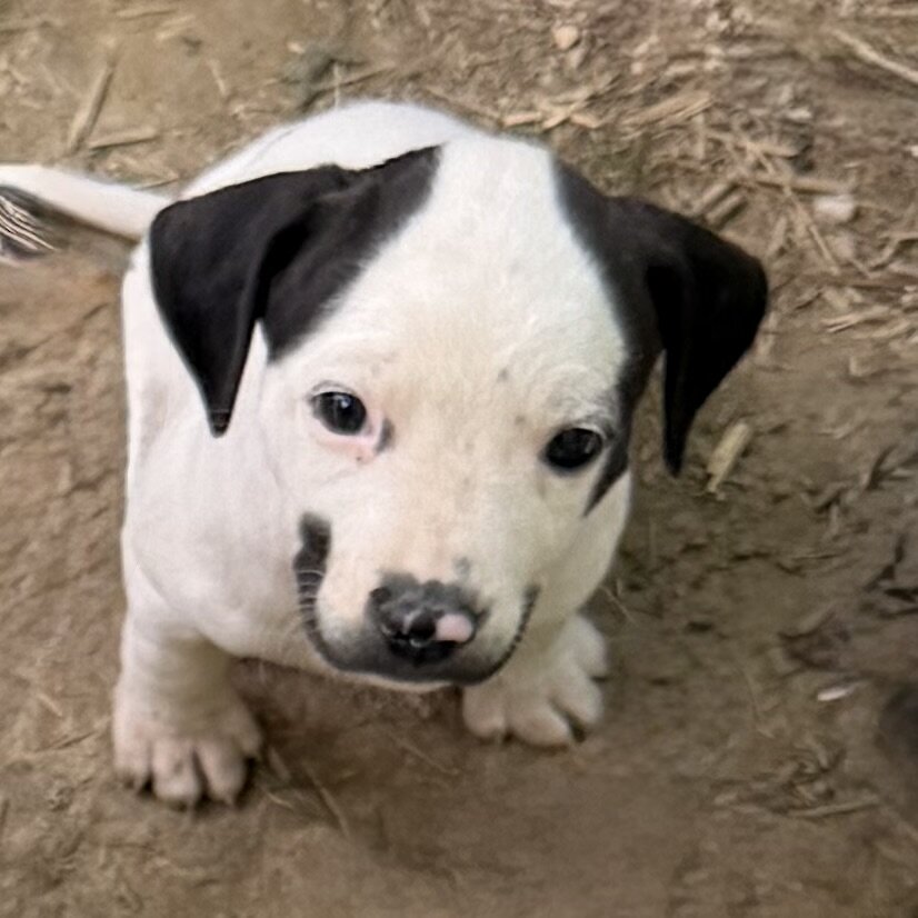 Pitt bull/ walker hound mix 8 weeks old image 2