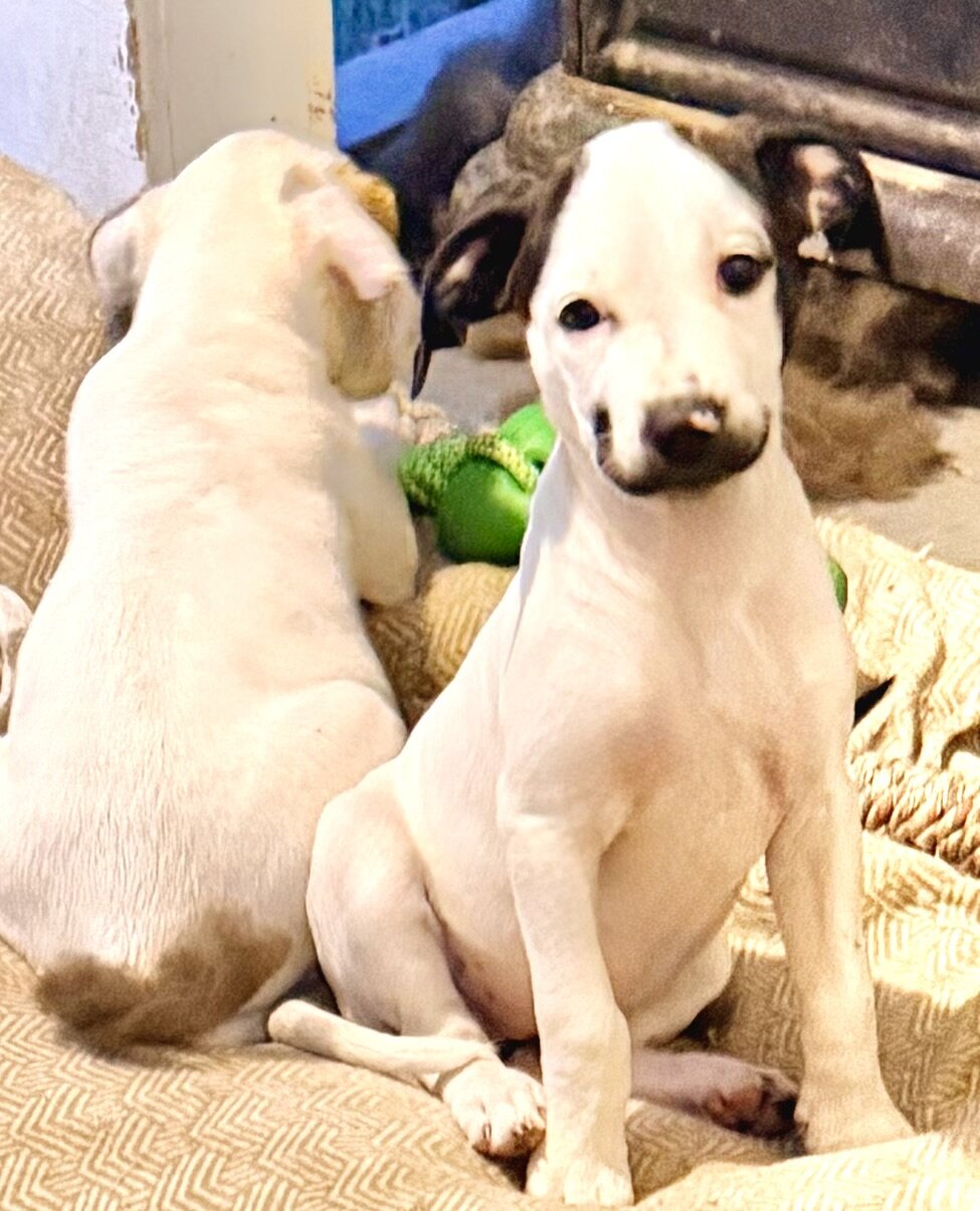 Pitt bull/ walker hound mix 8 weeks old image 1