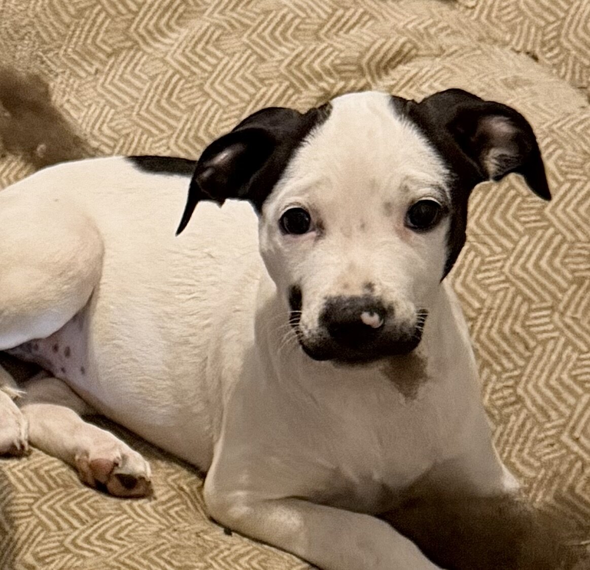 Pitt bull/ walker hound mix 8 weeks old image 3