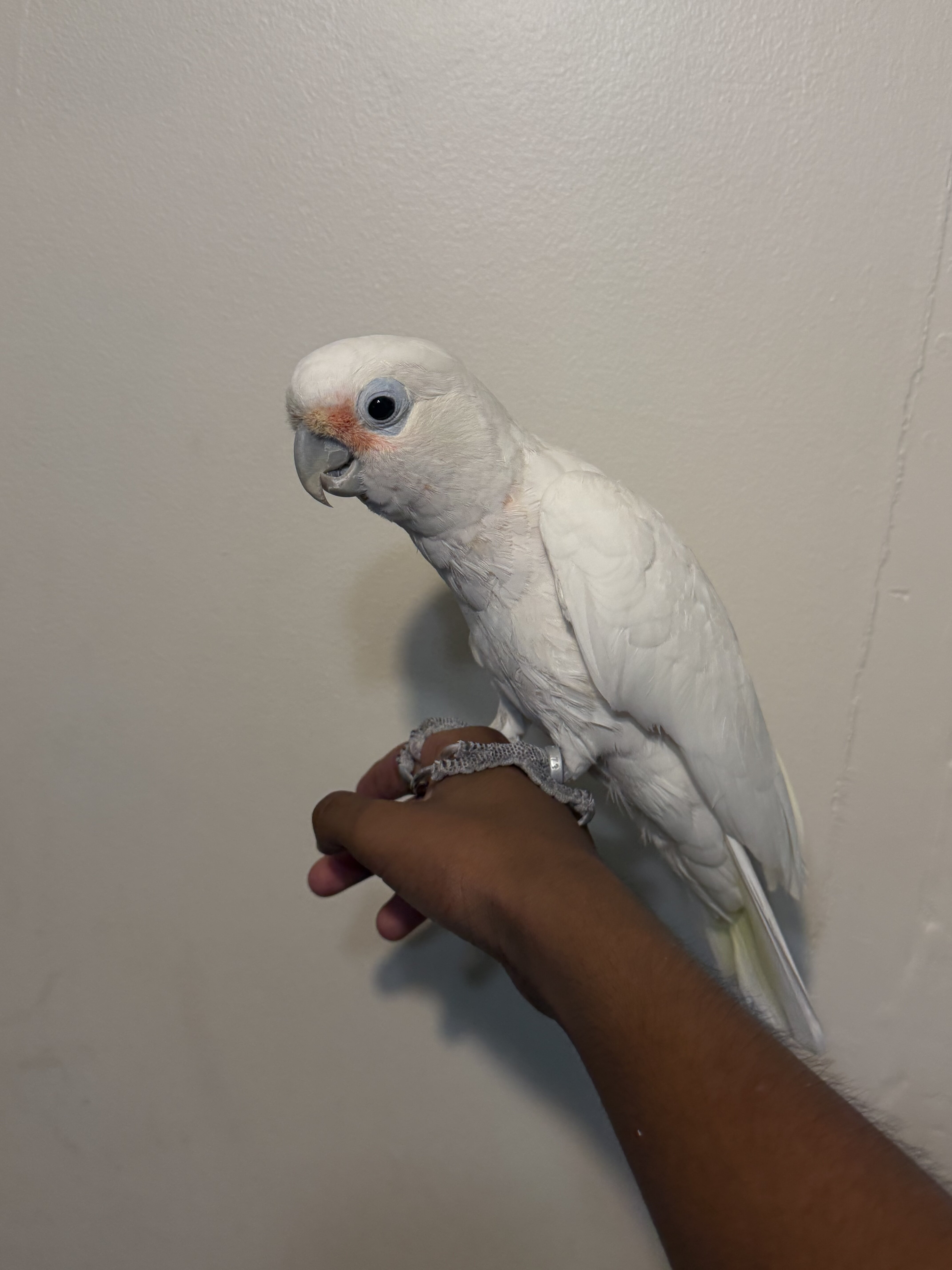 Goffin cockatoo image 1