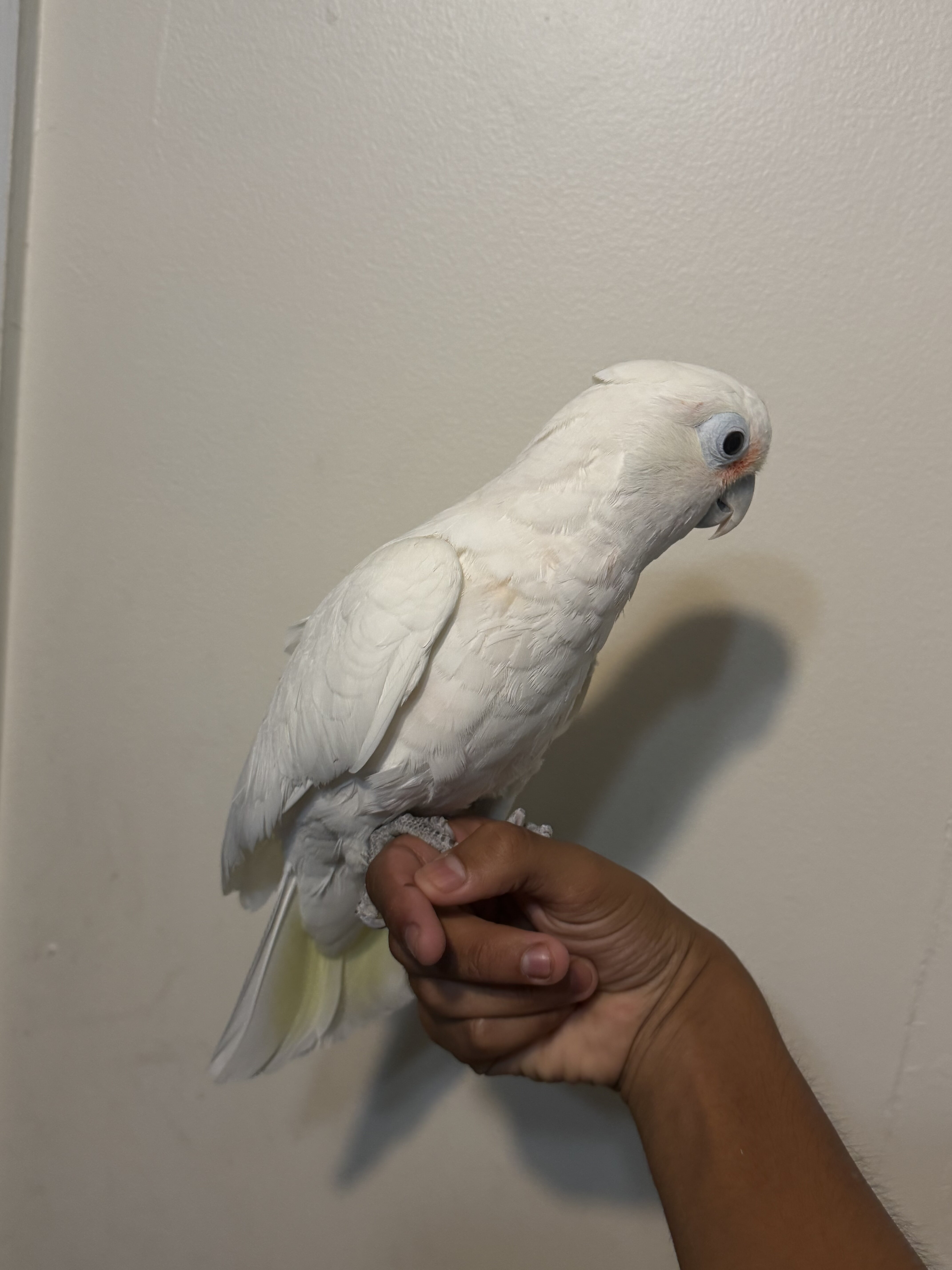 Goffin cockatoo image 2