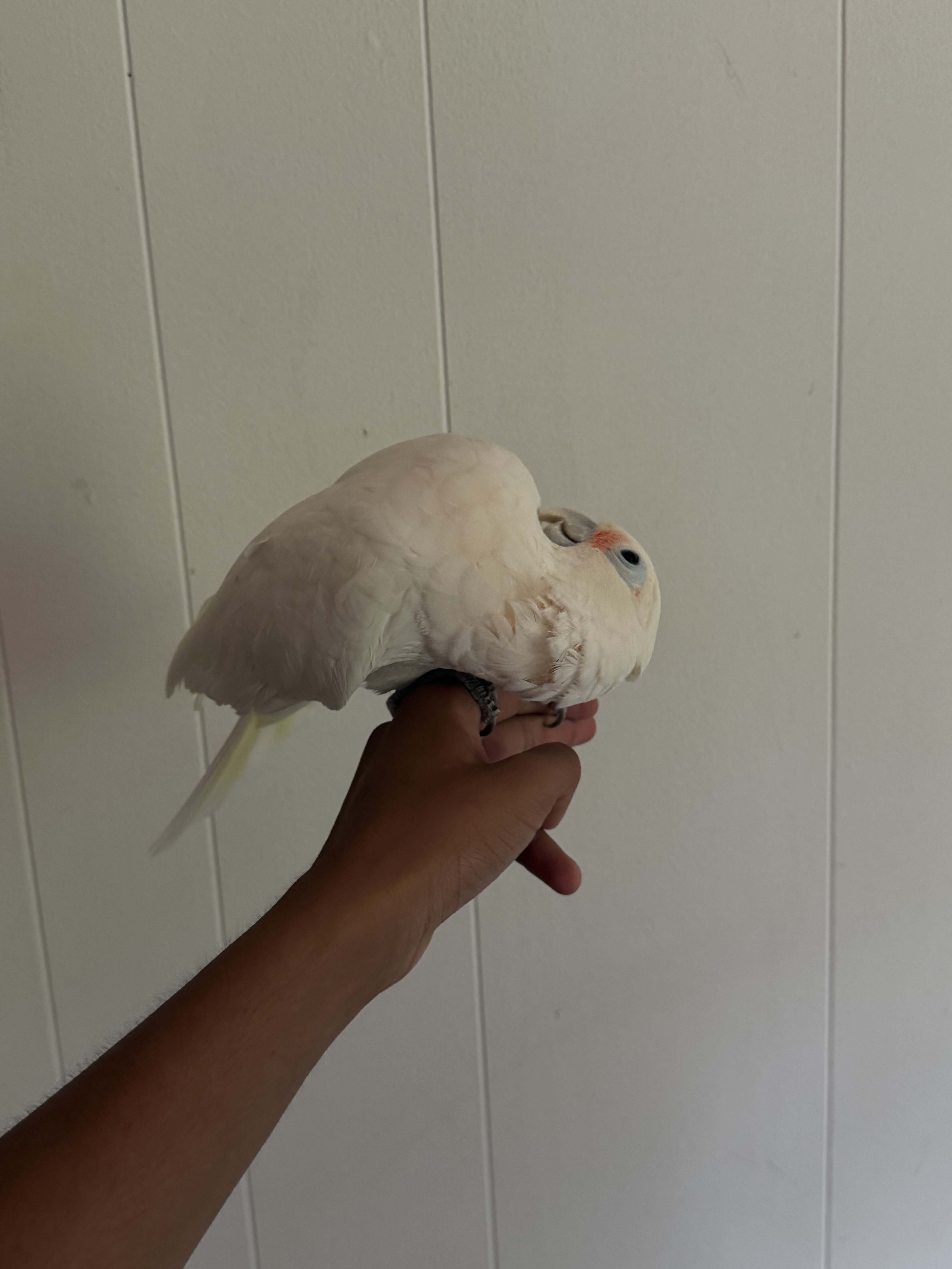Goffin cockatoo image 3