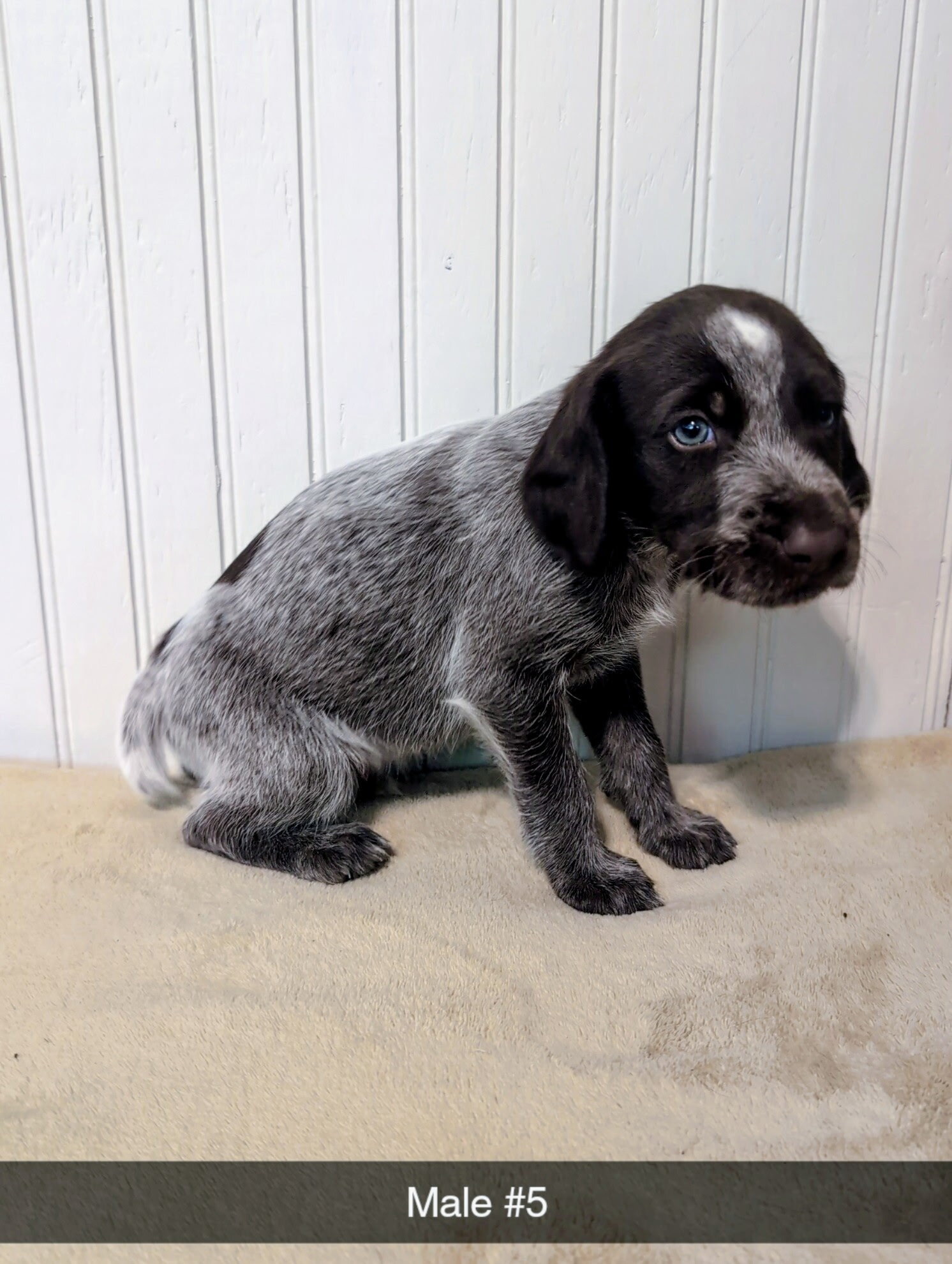 German Wirehaired Pointer image 2