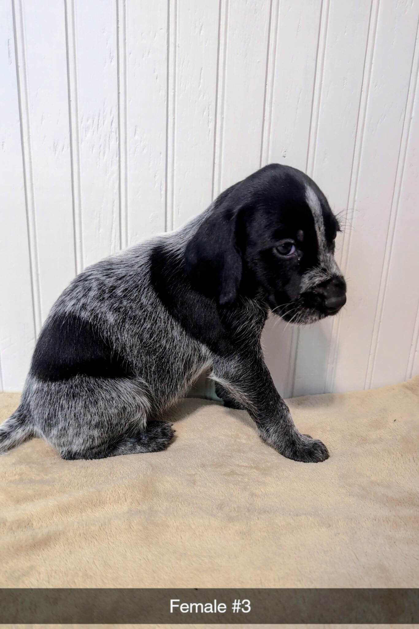 German Wirehaired Pointer image 3
