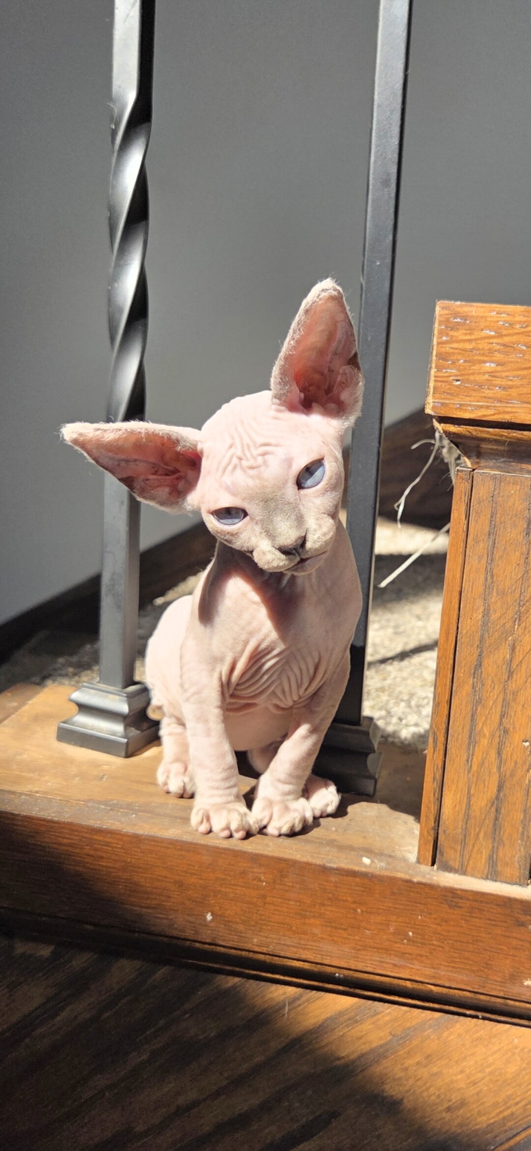 sphynx kitten image 1