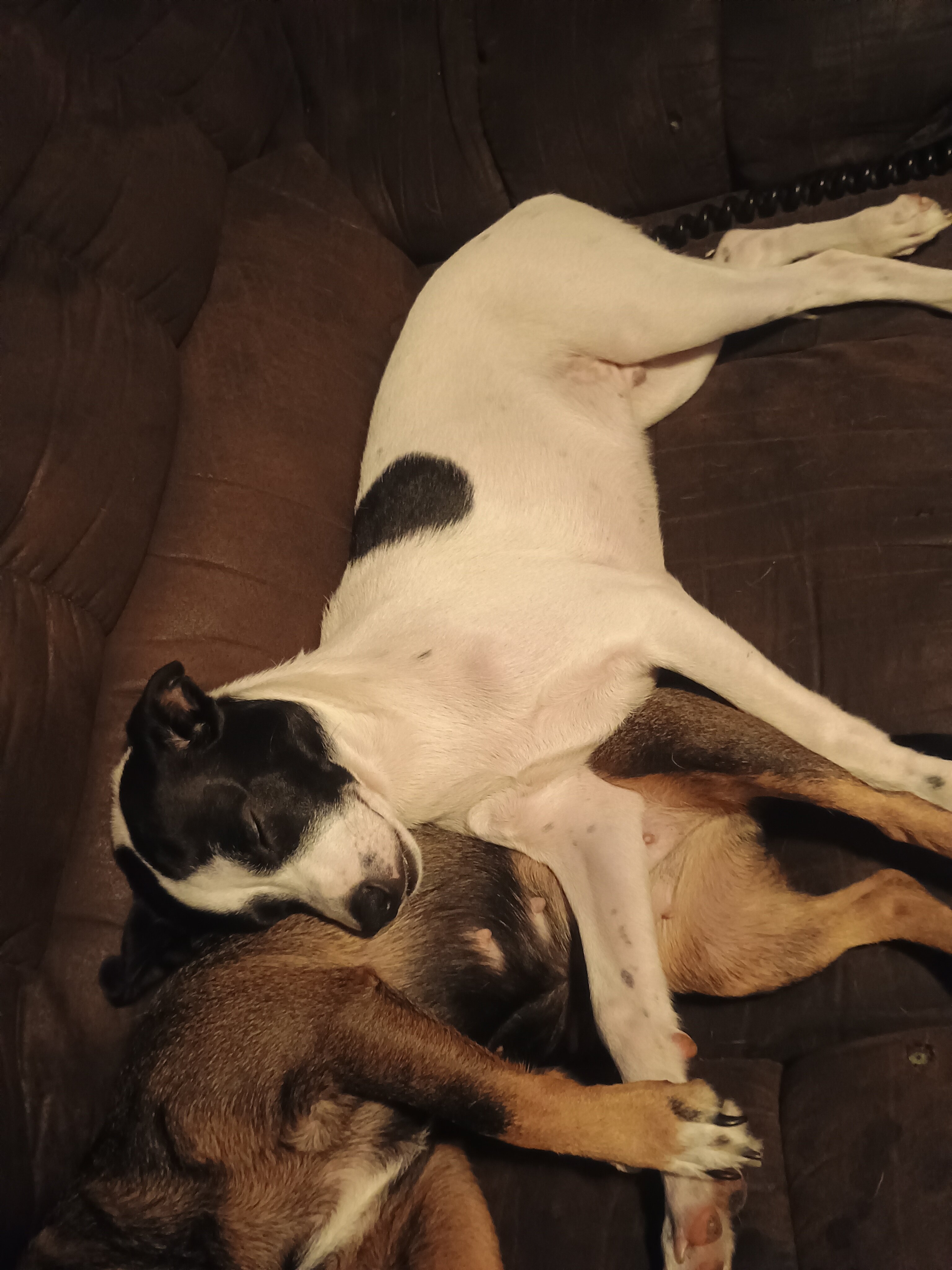 Sweet Little Boy Boy- Chiweenie mix image 3