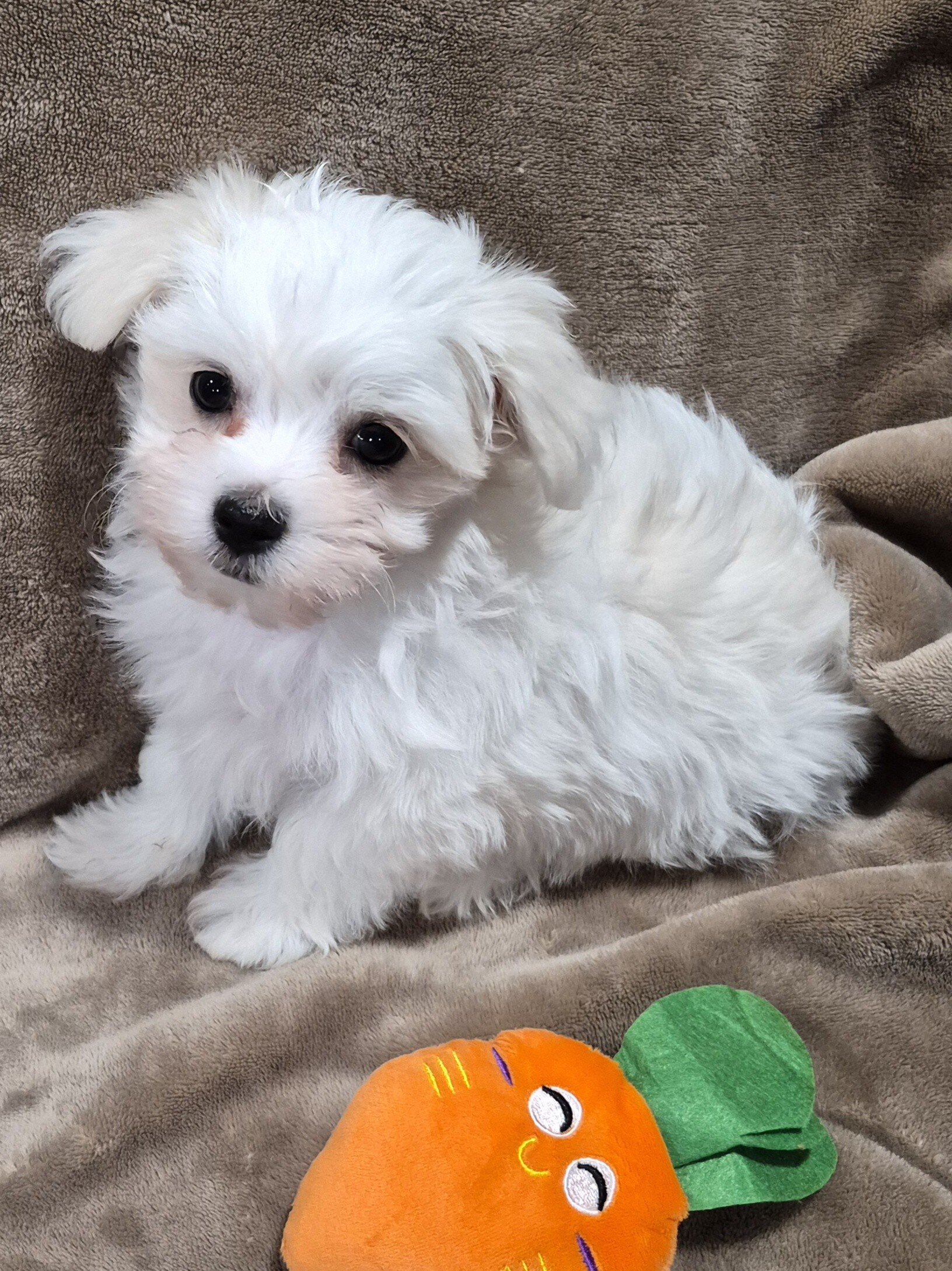 Havaton Puppies image 1