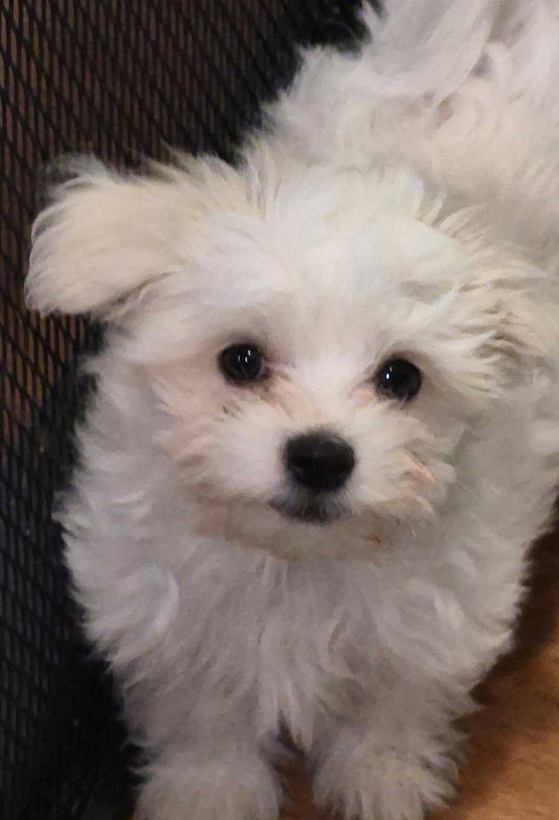 Havaton Puppies image 2