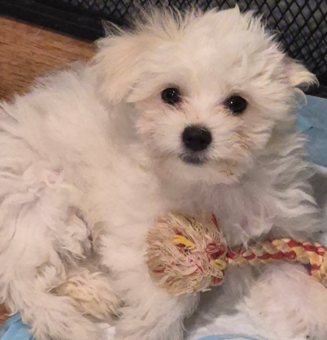 Havaton Puppies image 3