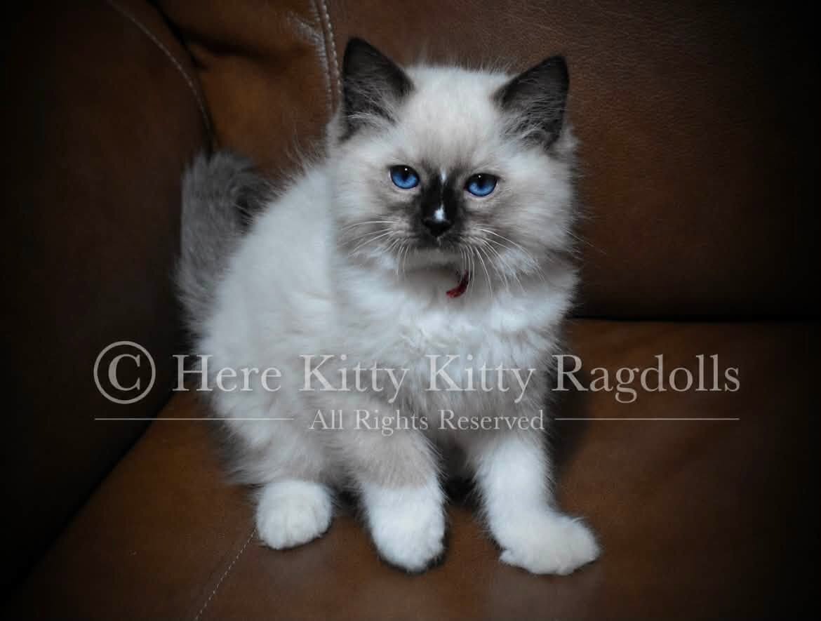 Ragdolls image 1