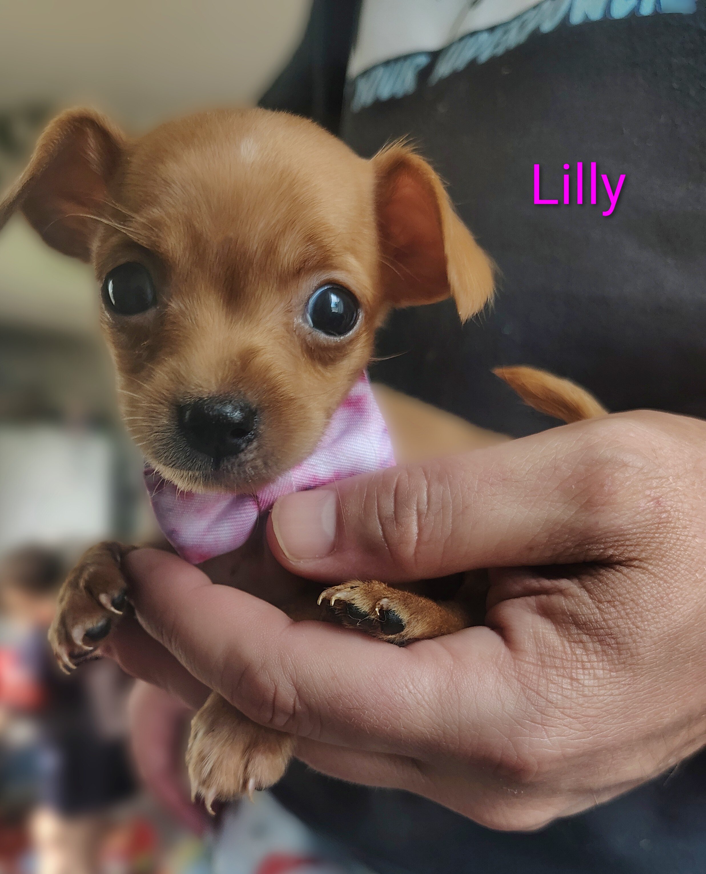 Tea Cup Chihuahuas image 3