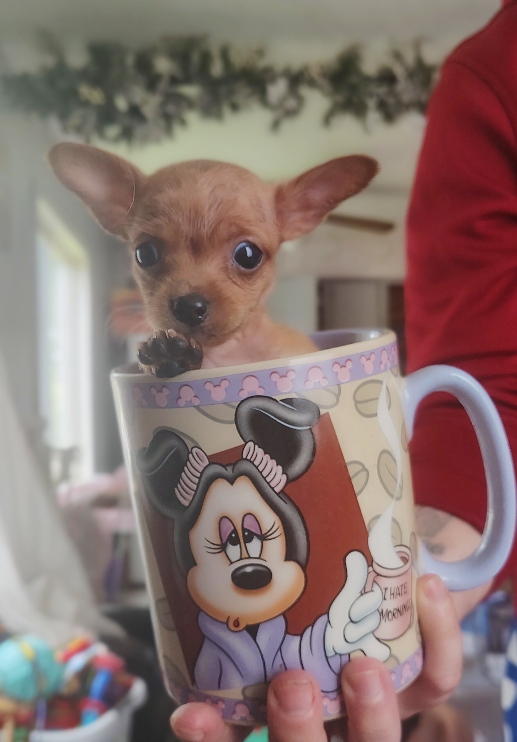 Tea Cup Chihuahuas image 1