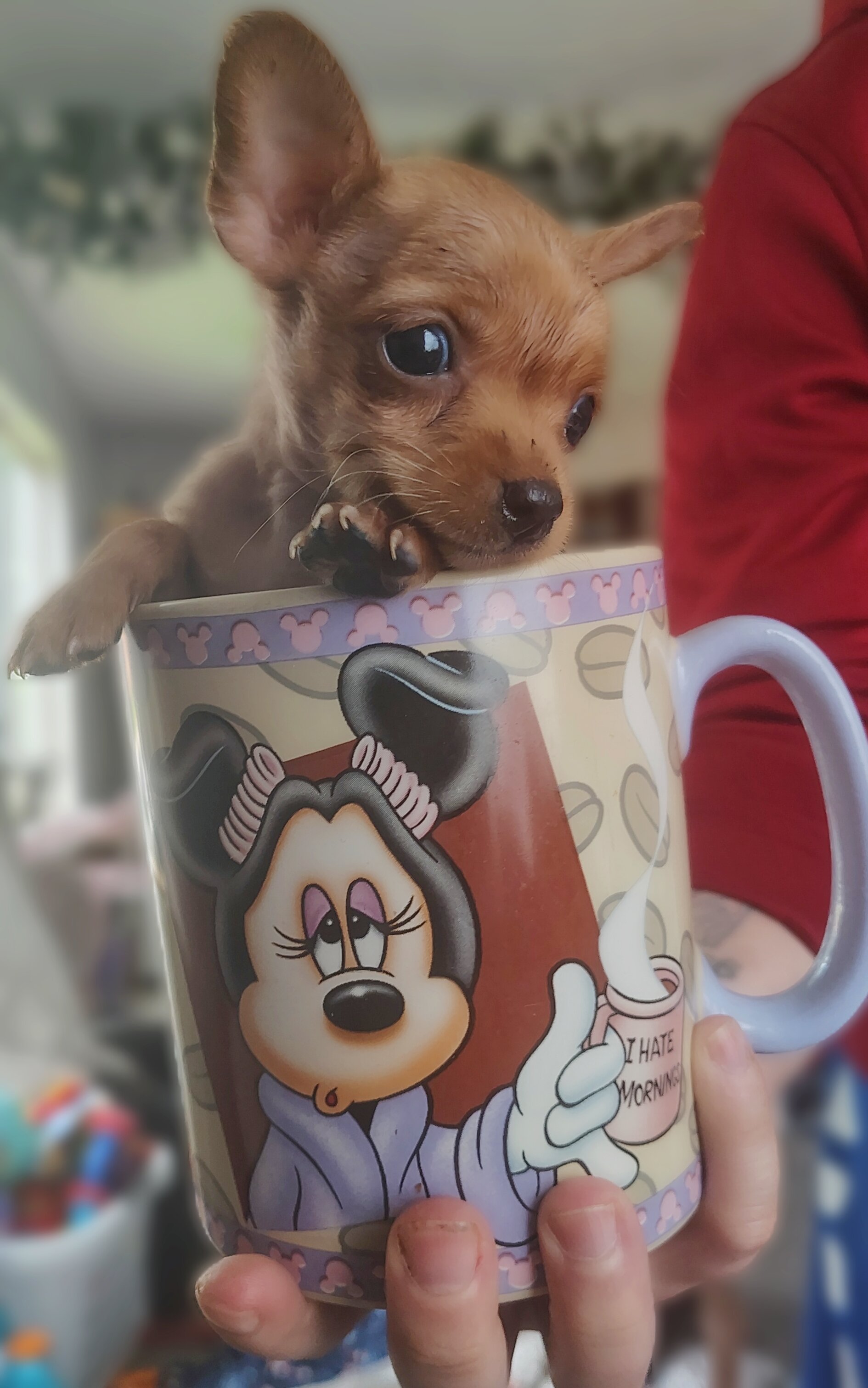 Tea Cup Chihuahuas image 5