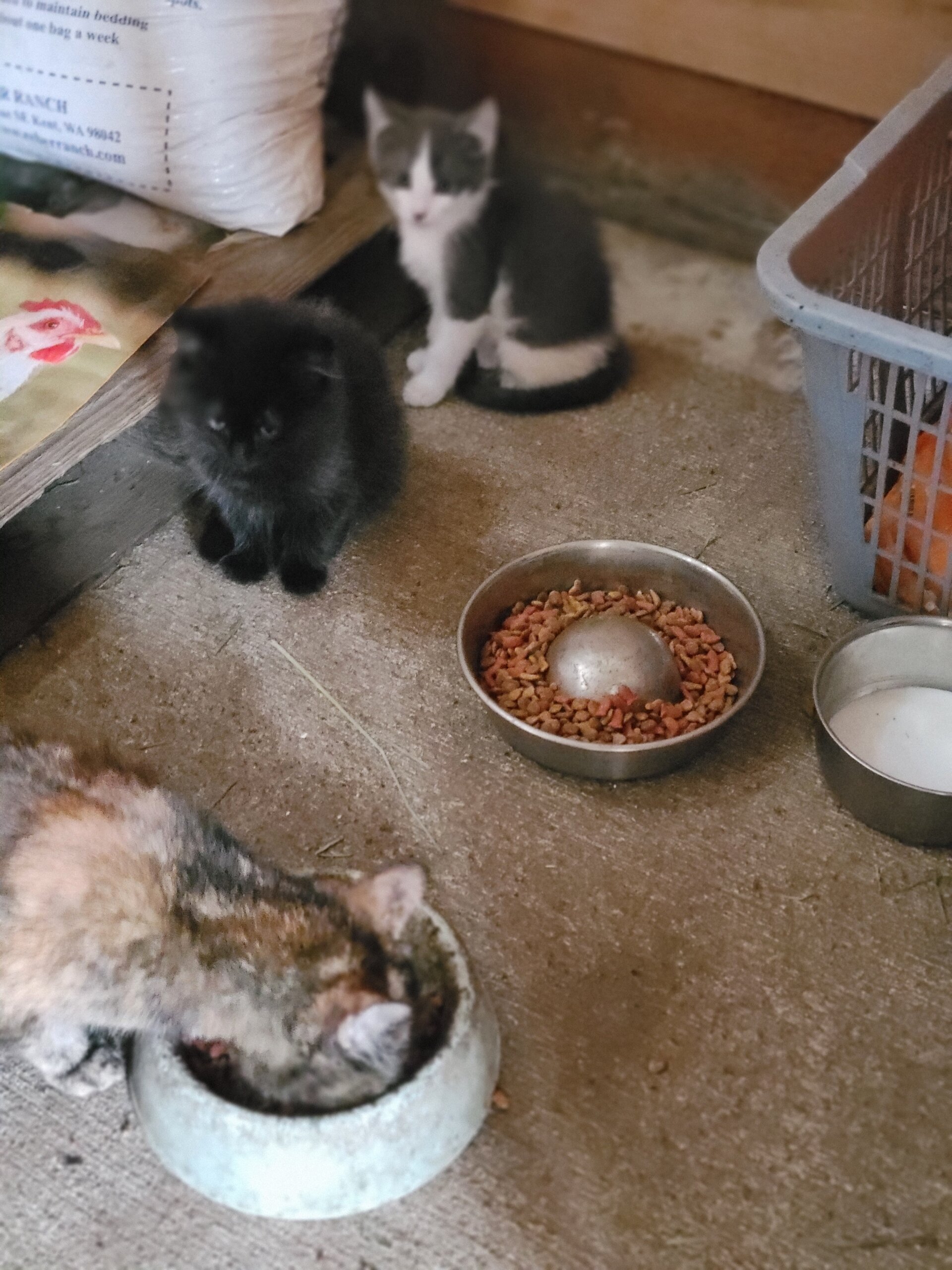 Three month old Kittens beautiful colors image 2