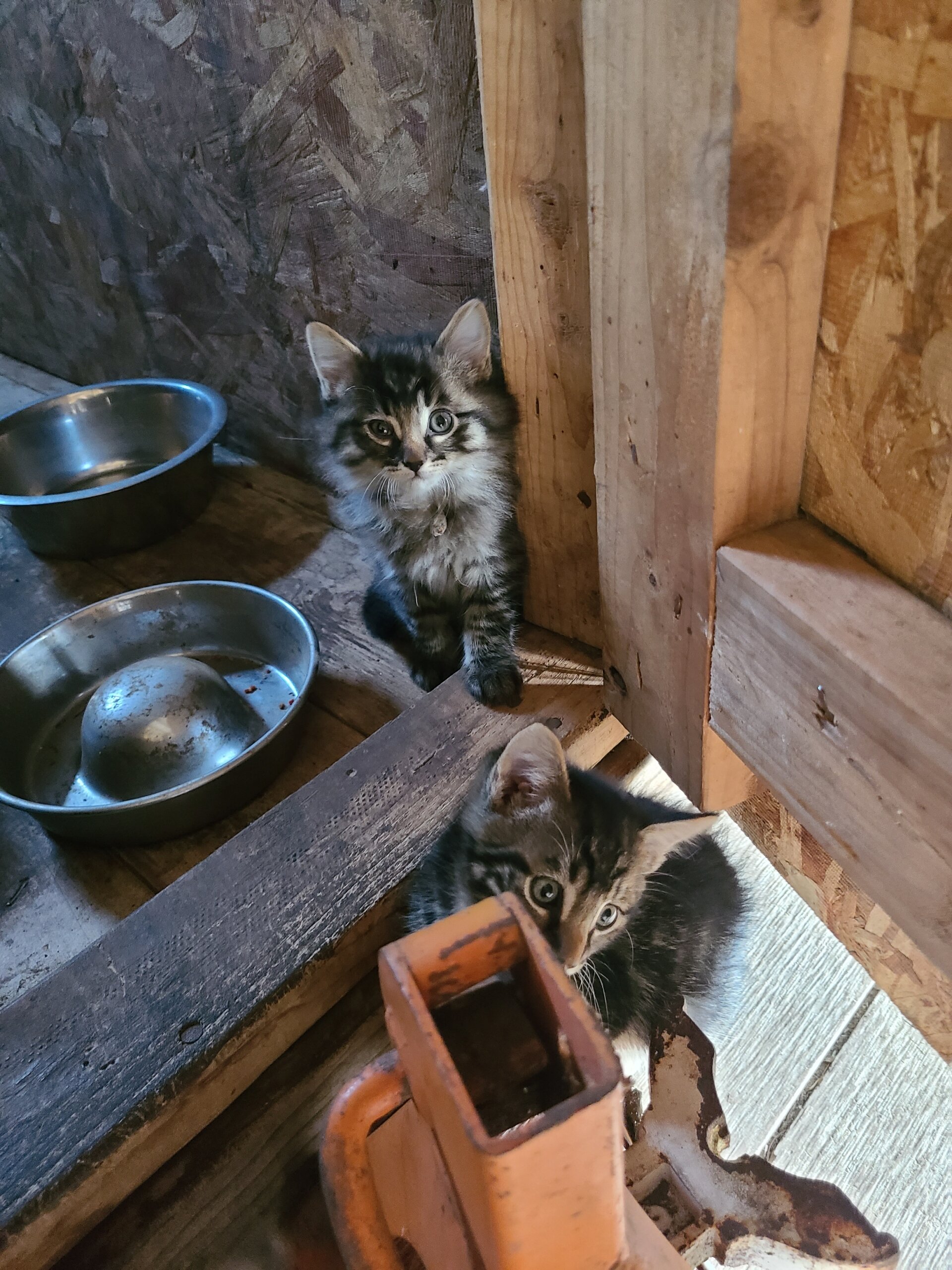 Three month old Kittens beautiful colors image 1