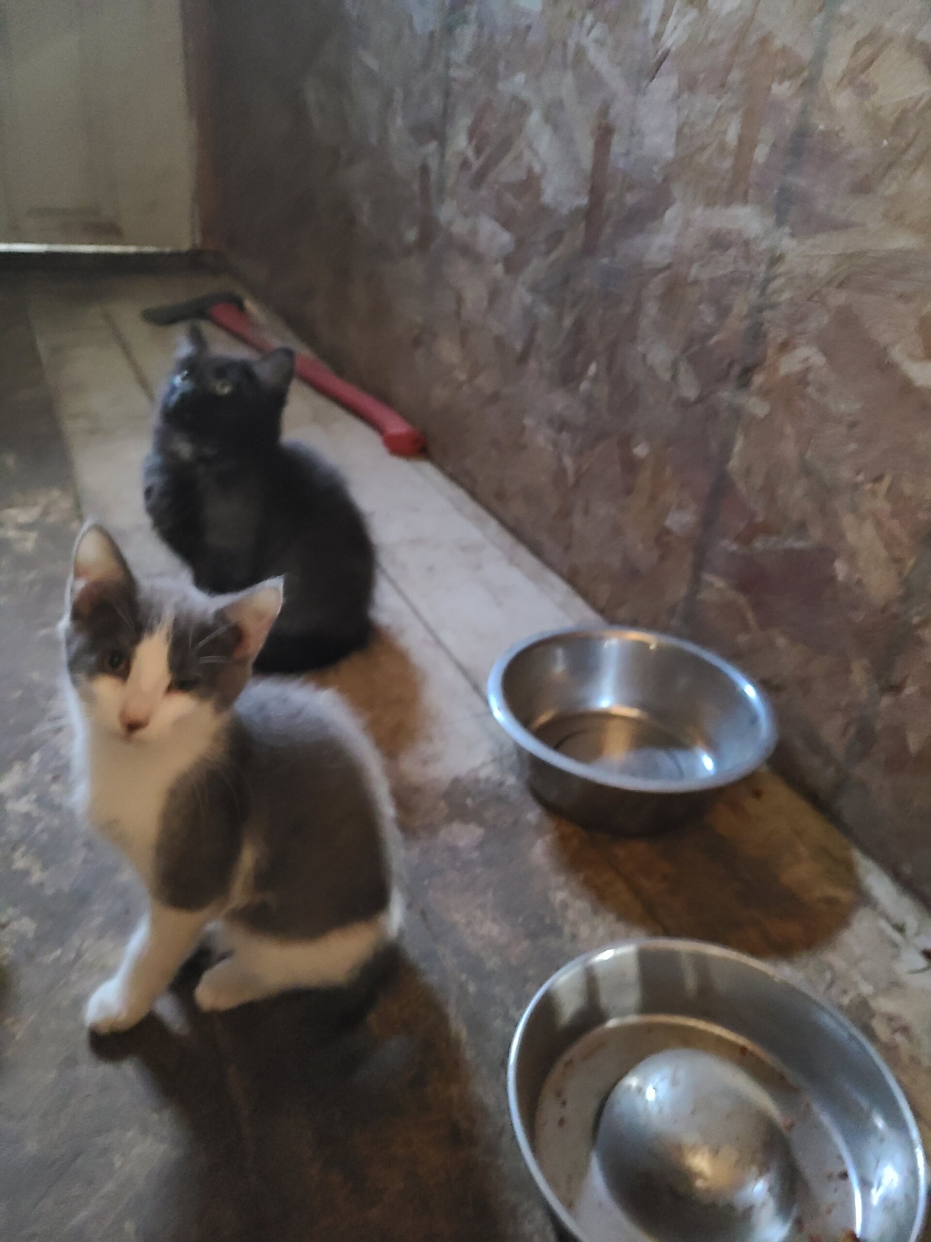 Three month old Kittens beautiful colors image 3
