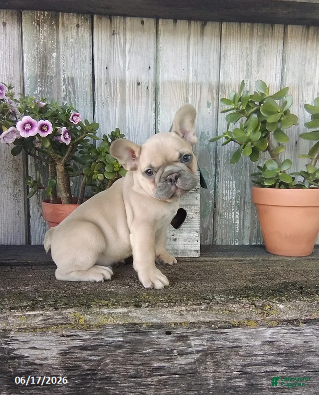 French Bulldog puppy ready for adoption. image 2