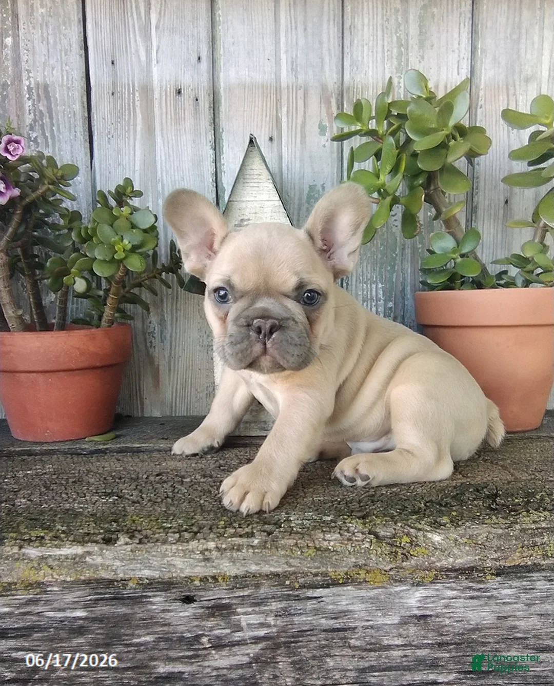French Bulldog puppy ready for adoption. image 3