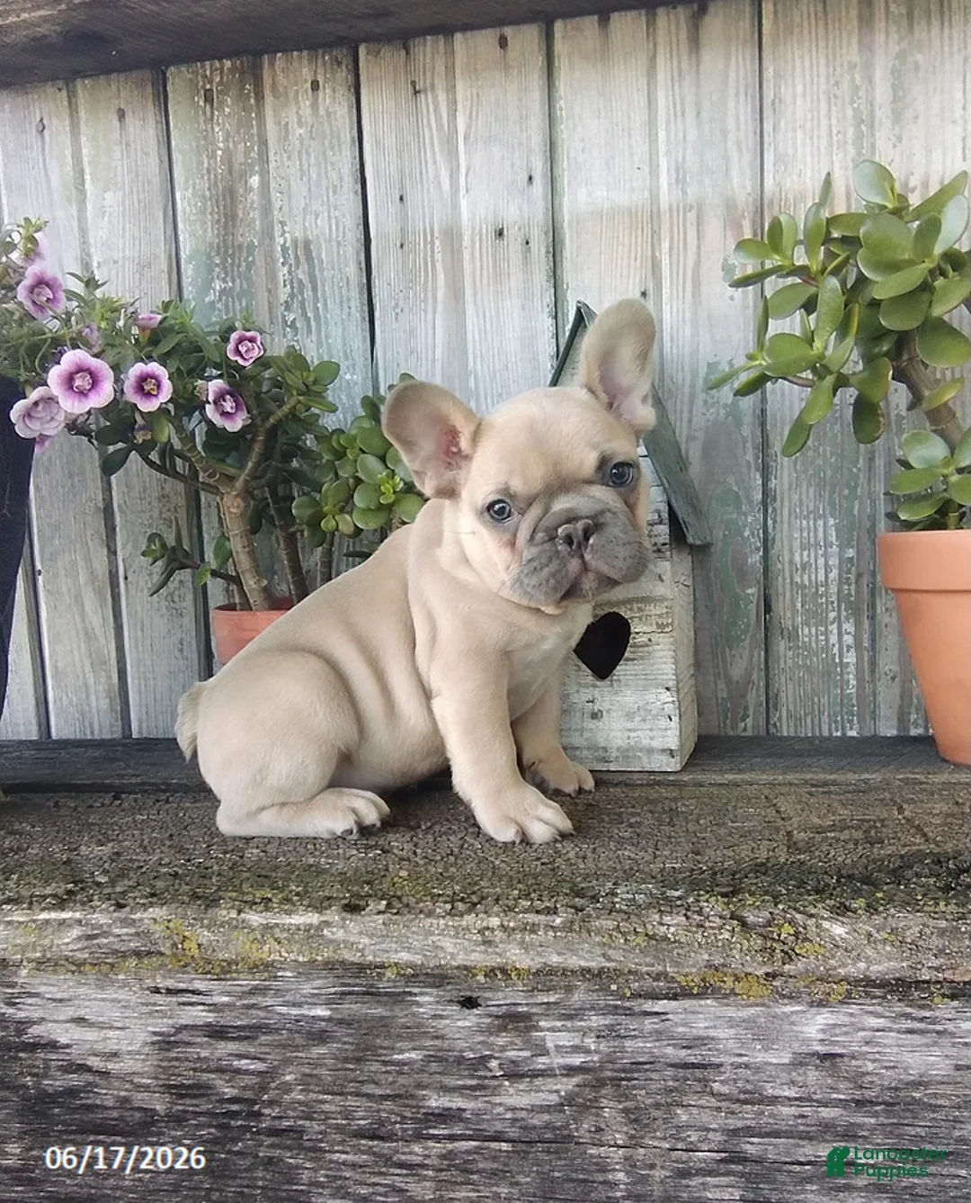 French Bulldog puppy ready for adoption. image 4