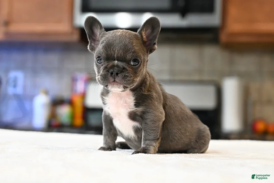 Frenchie pups for adoption. image 3