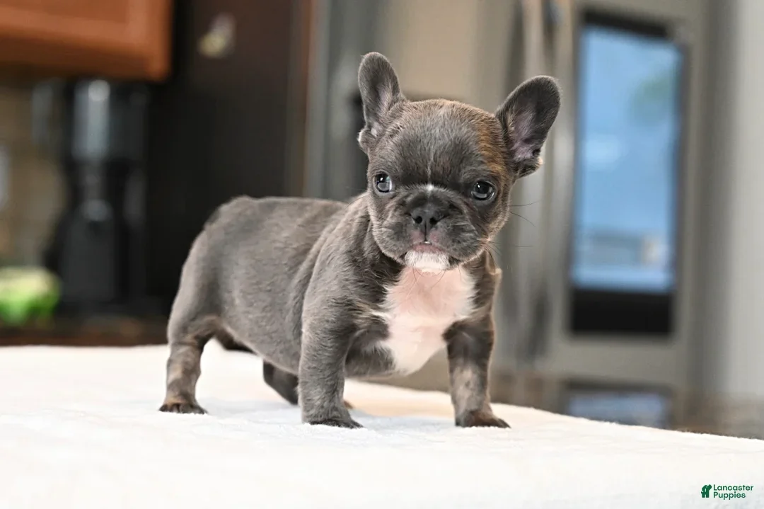 Frenchie pups for adoption. image 1