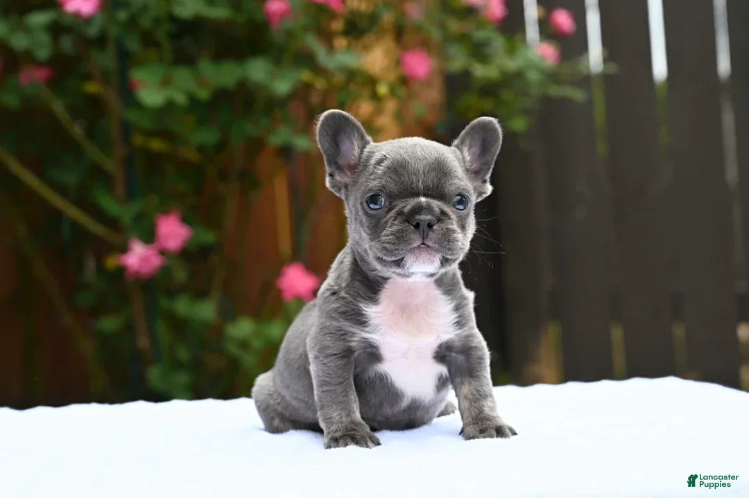 Frenchie pups for adoption. image 2