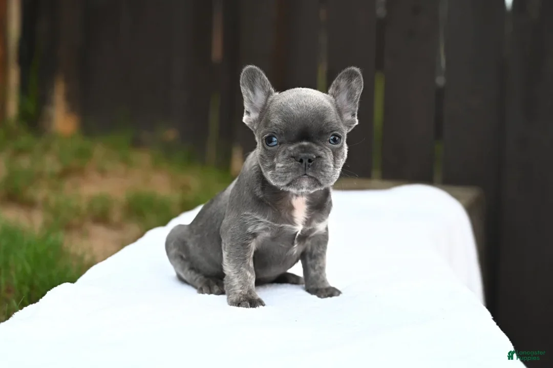 Frenchie pups for adoption. image 5