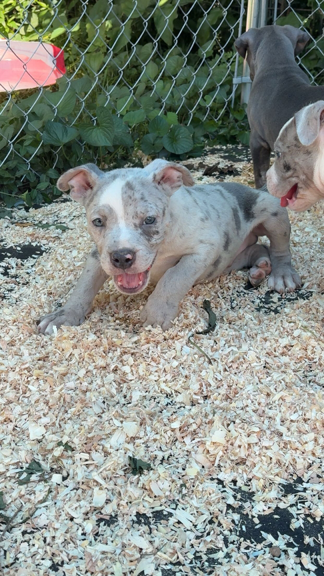 american bully image 2