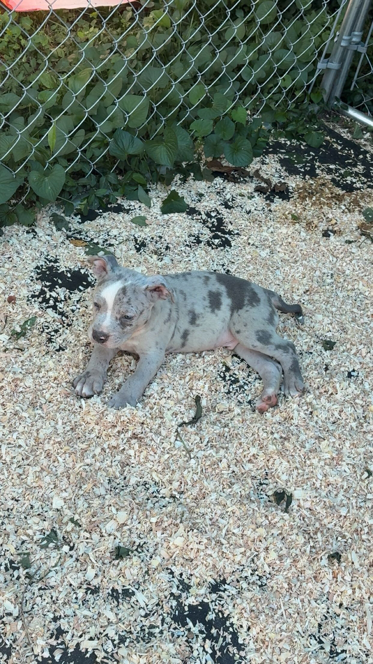 american bully image 3