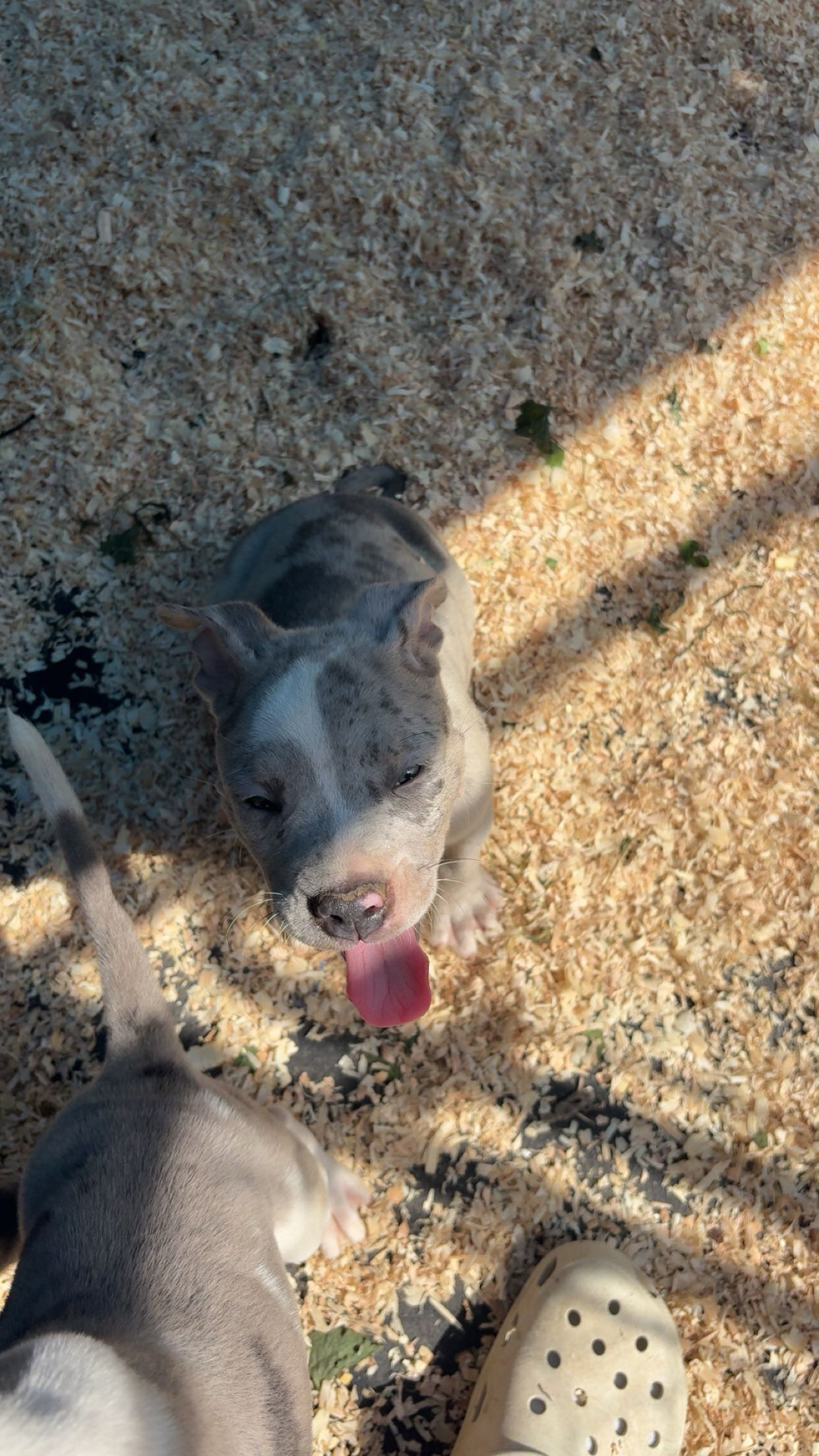 american bully image 1