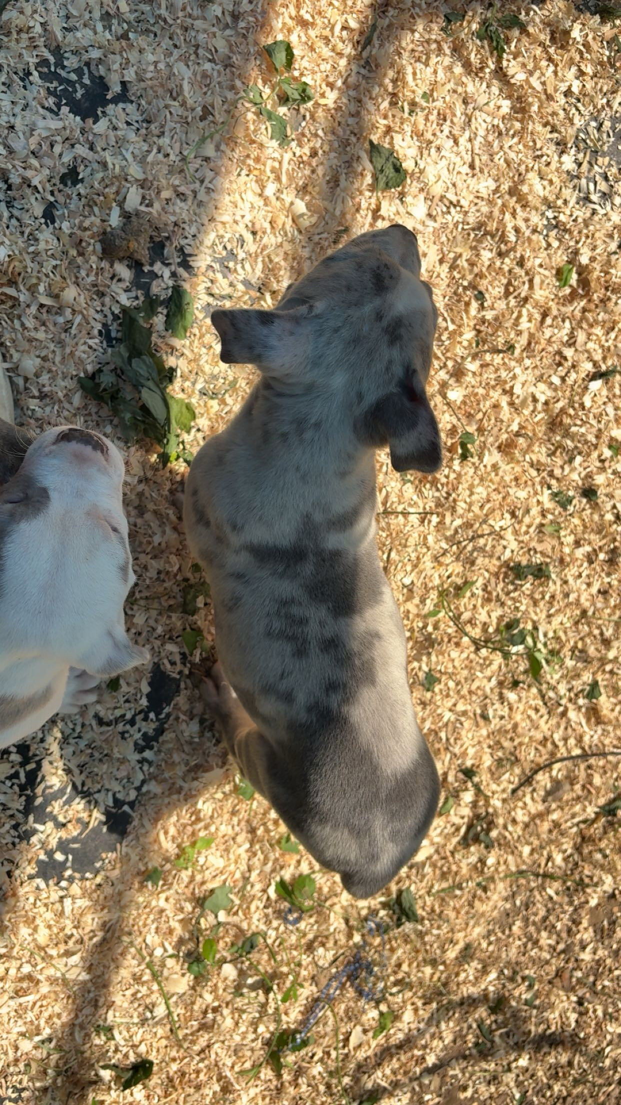 american bully image 4