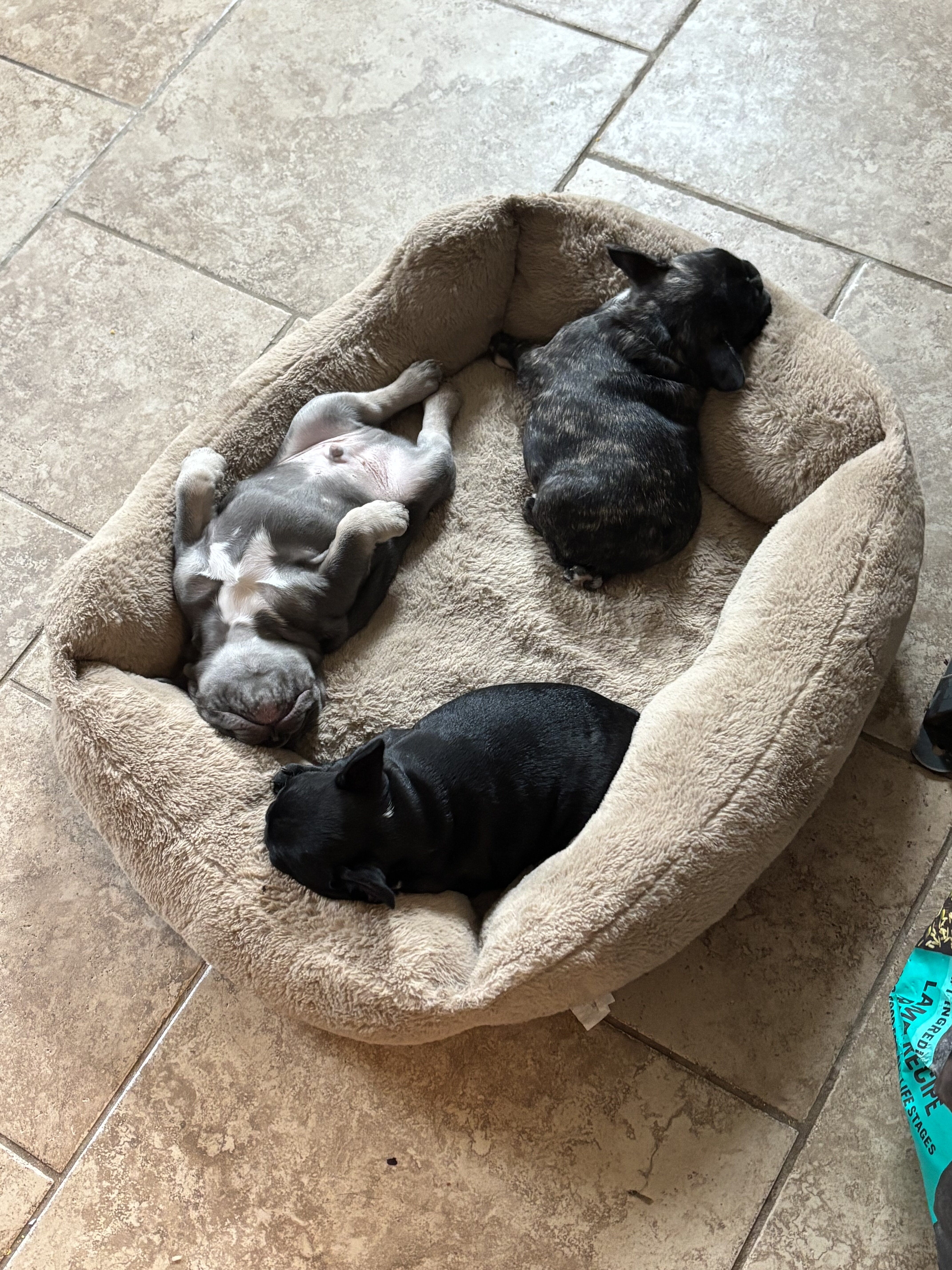 French Bull Dog Puppies image 2